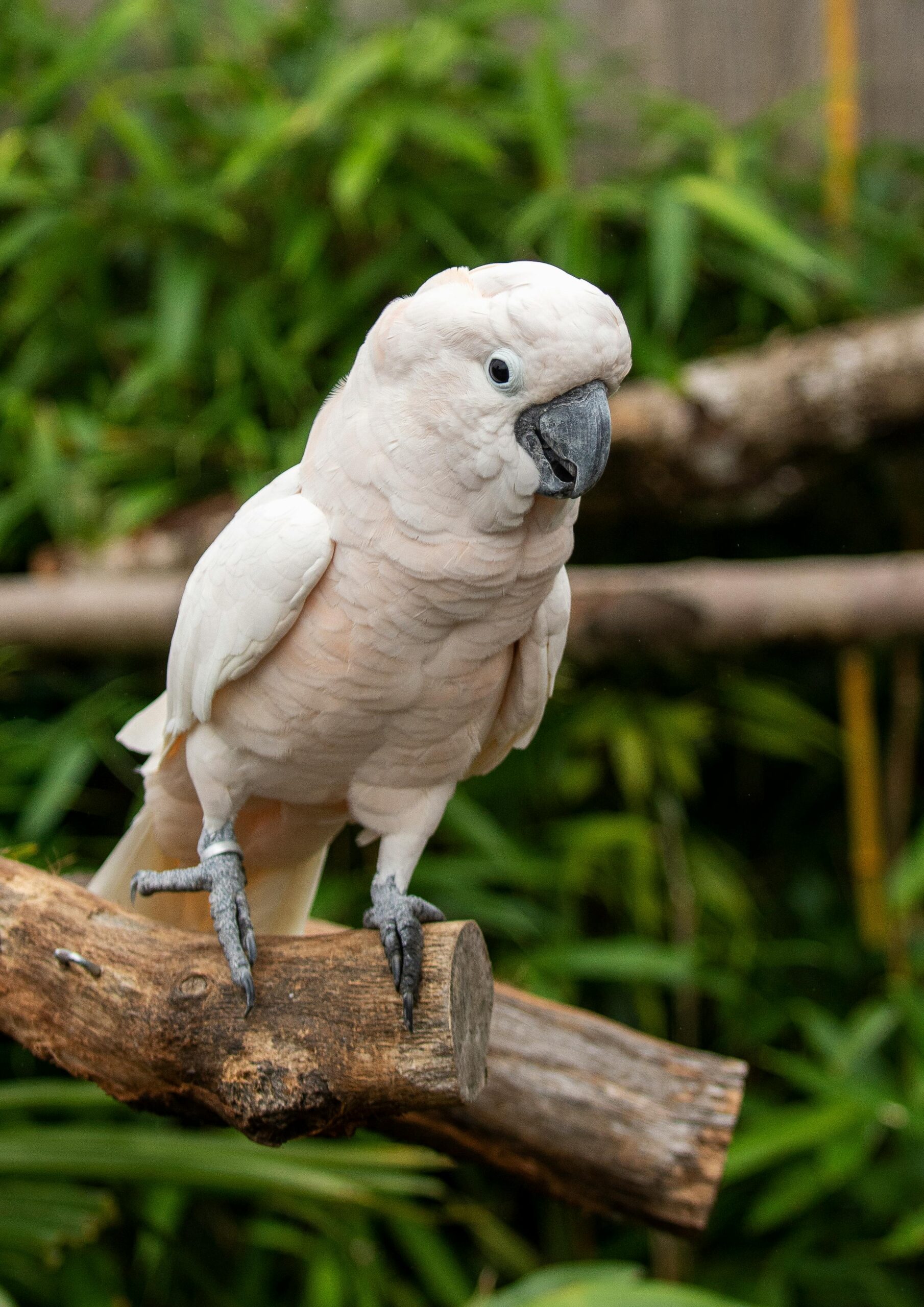 Comprehensive Guide to White Parrots: Latest Care Tips for 2025