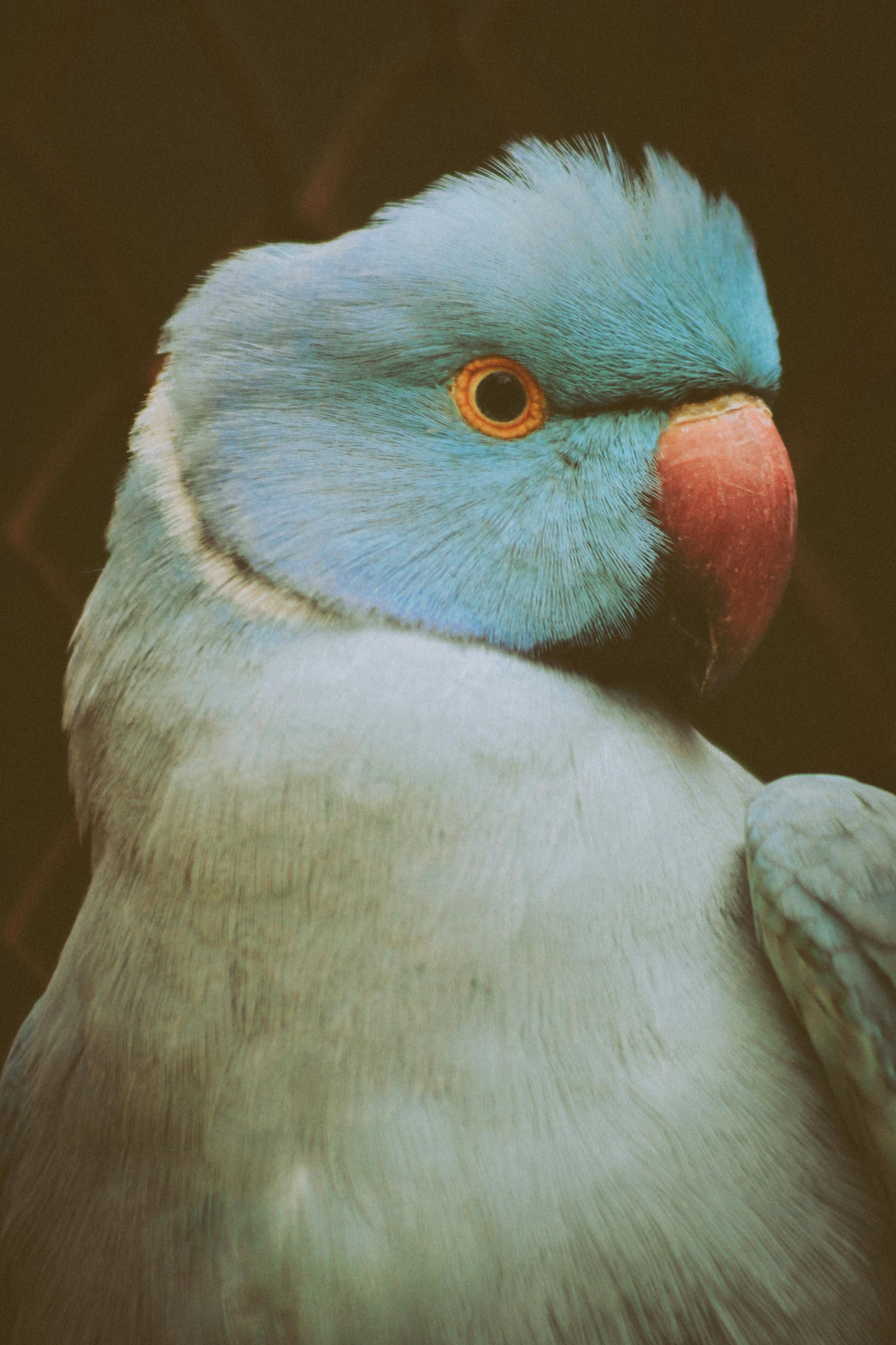 White Parrot