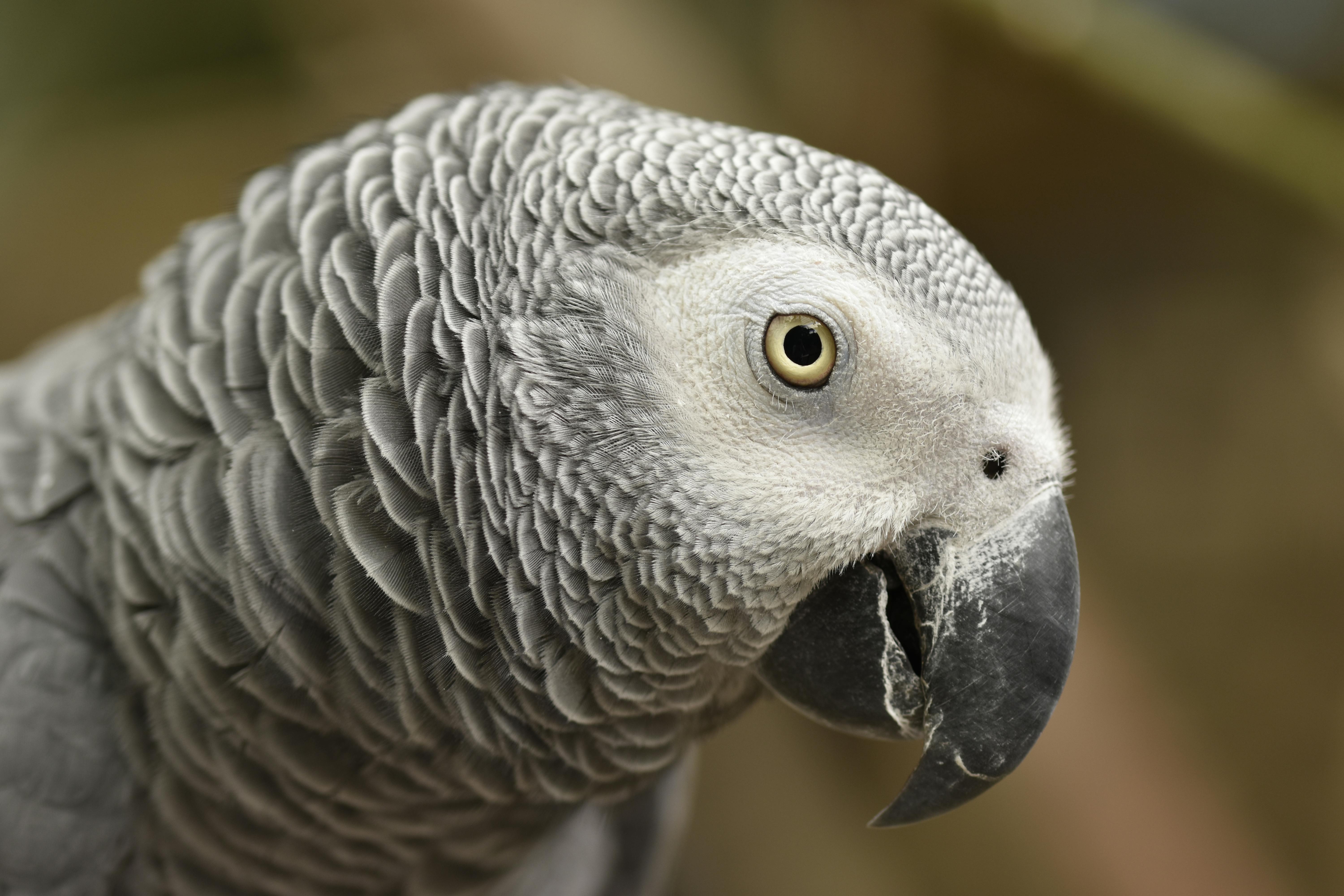 African Parrot