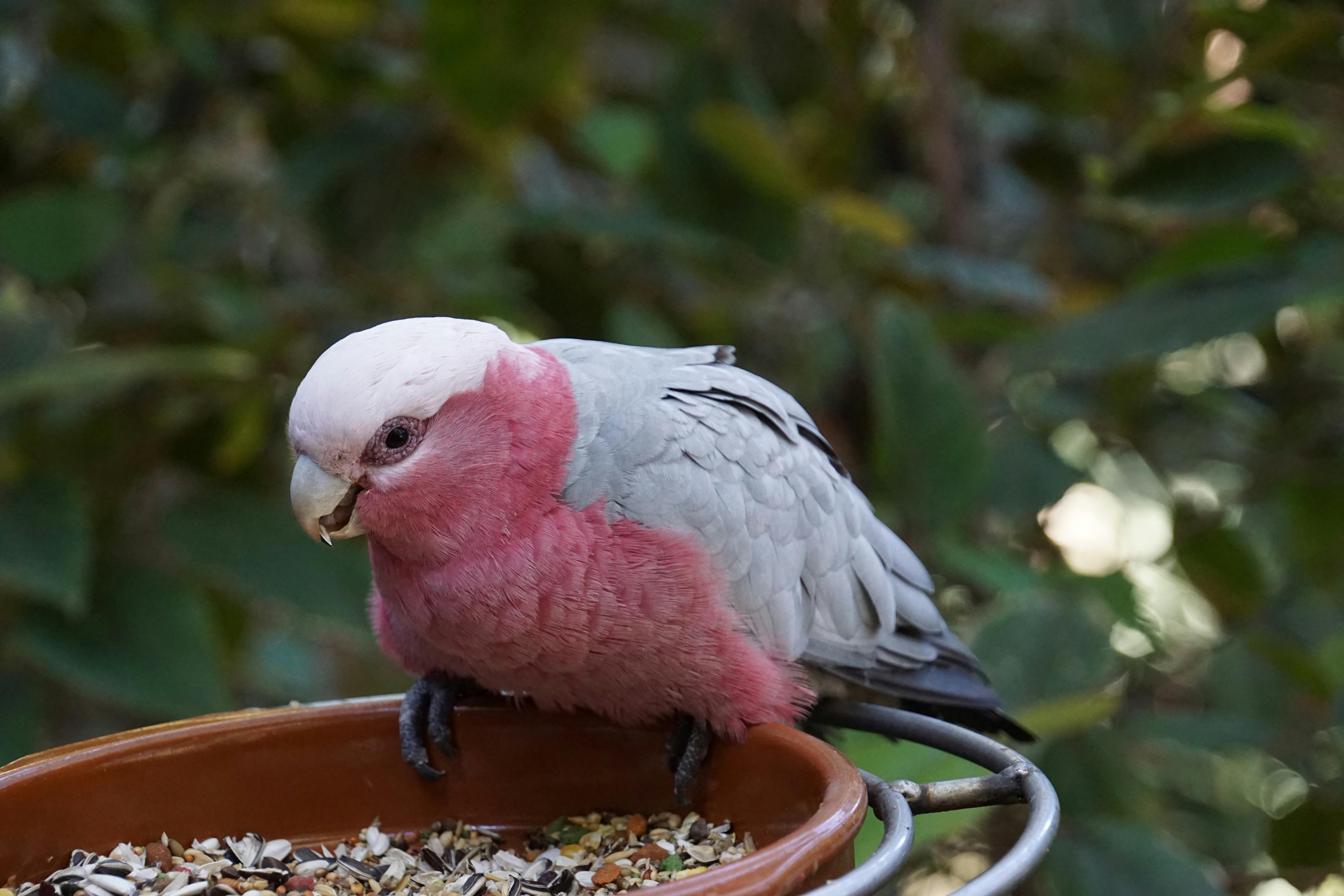 Parrot Care Costs