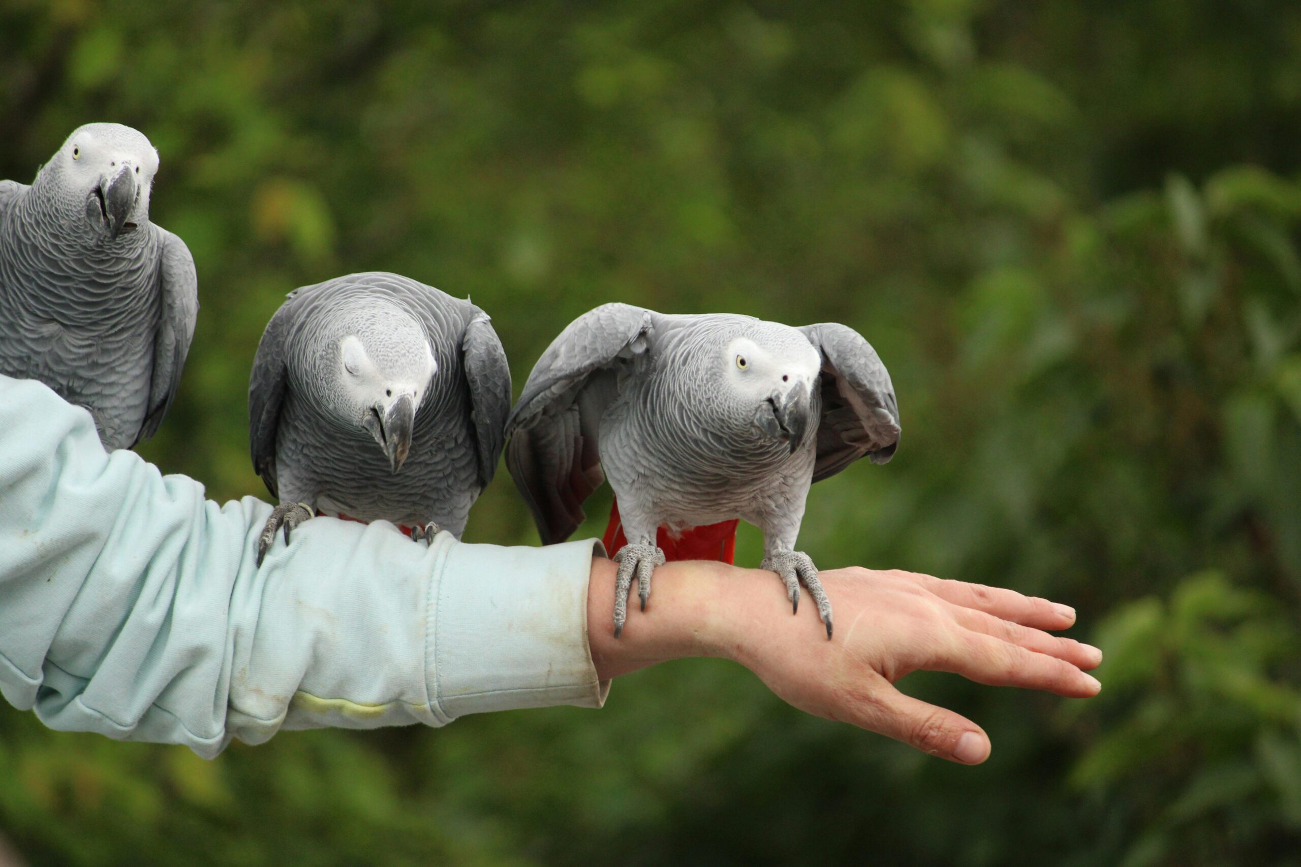 How to Enhance the Lifespan of Your African Grey Parrot in 2025: Practical Tips to Ensure Longevity