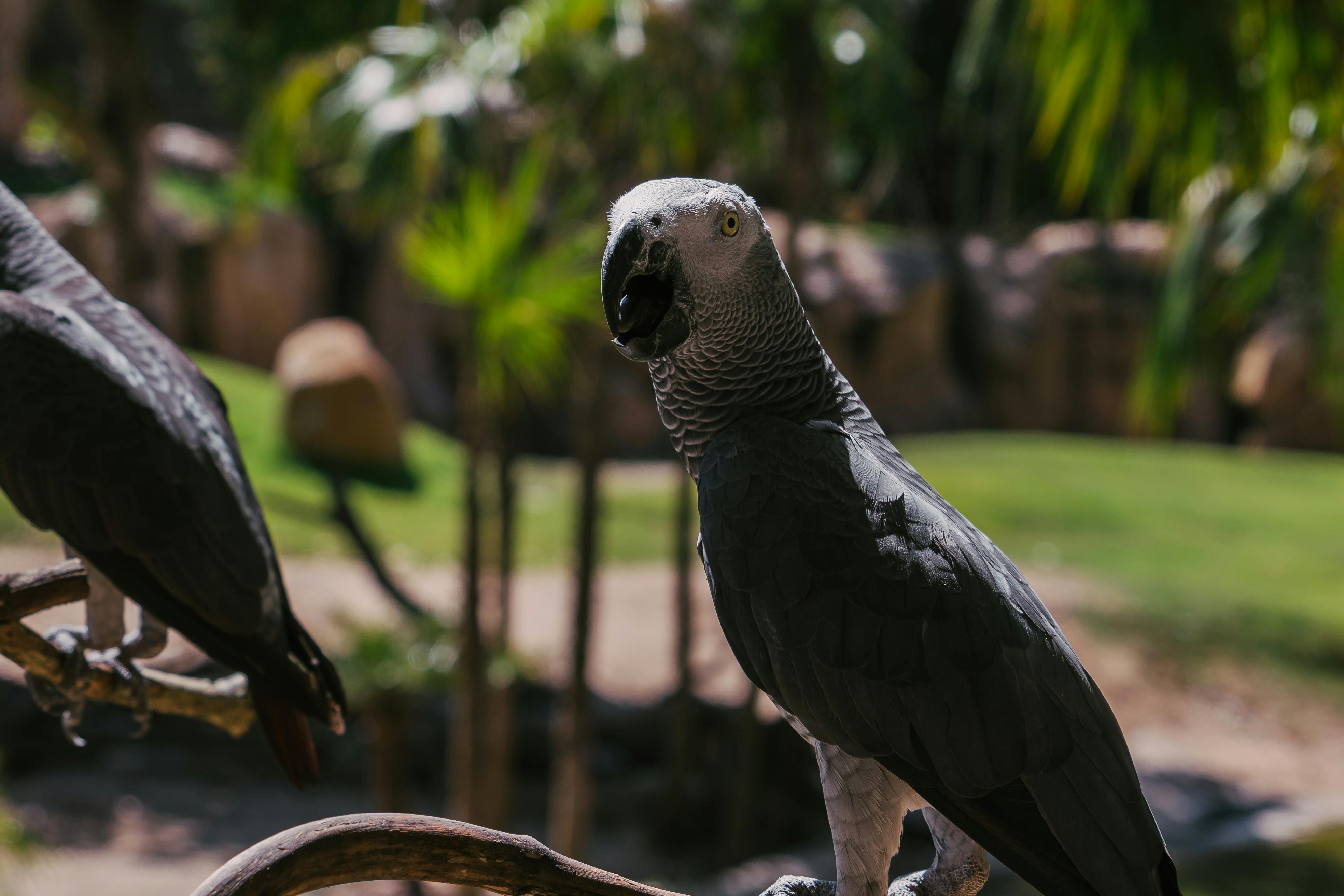 African Grey Parrot Lifespan