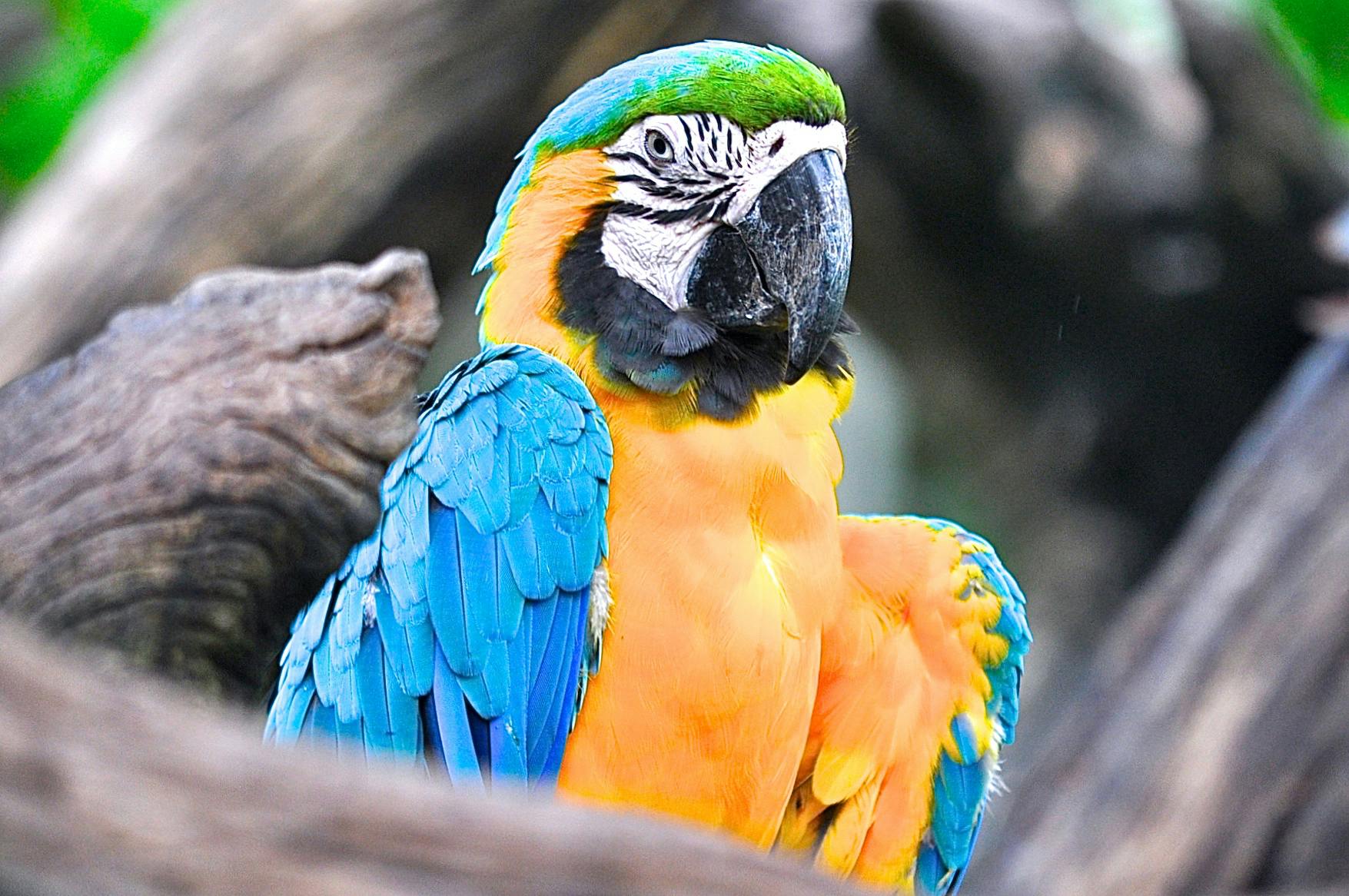 Parrot Species