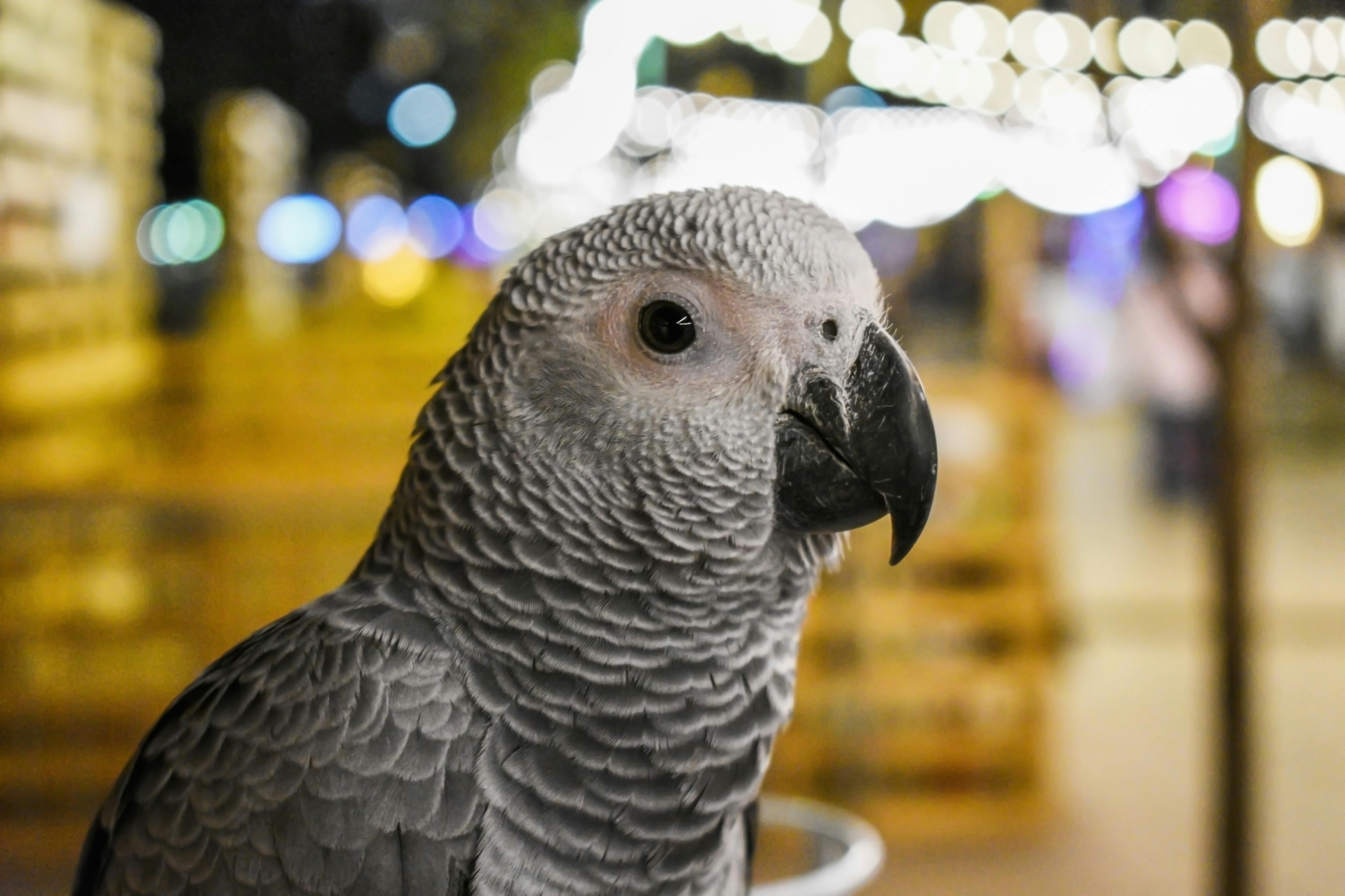 Vibrant Parrot Species