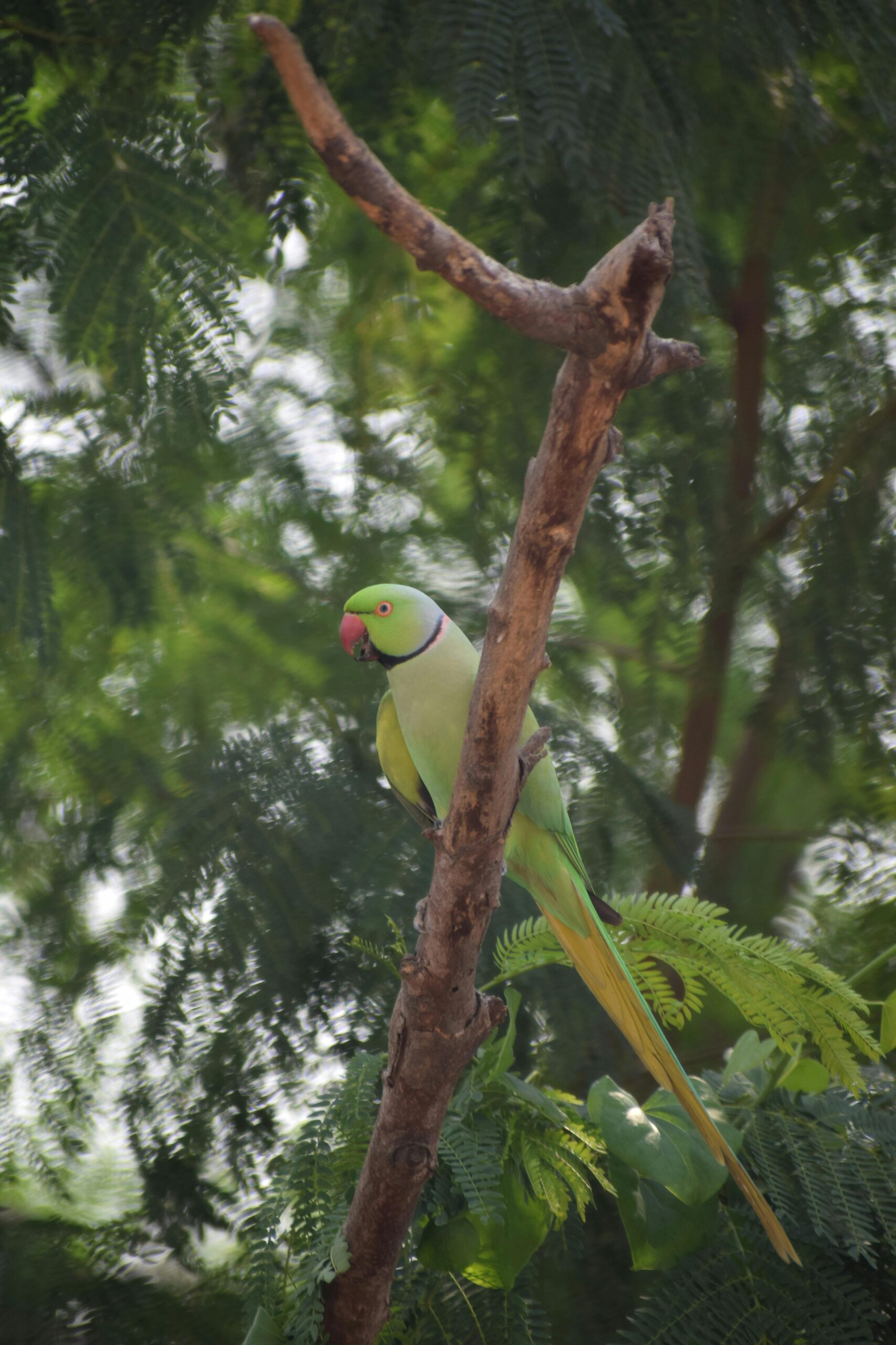 Essential Guide to Ring Neck Parrots: Tips for Care and Training in 2025