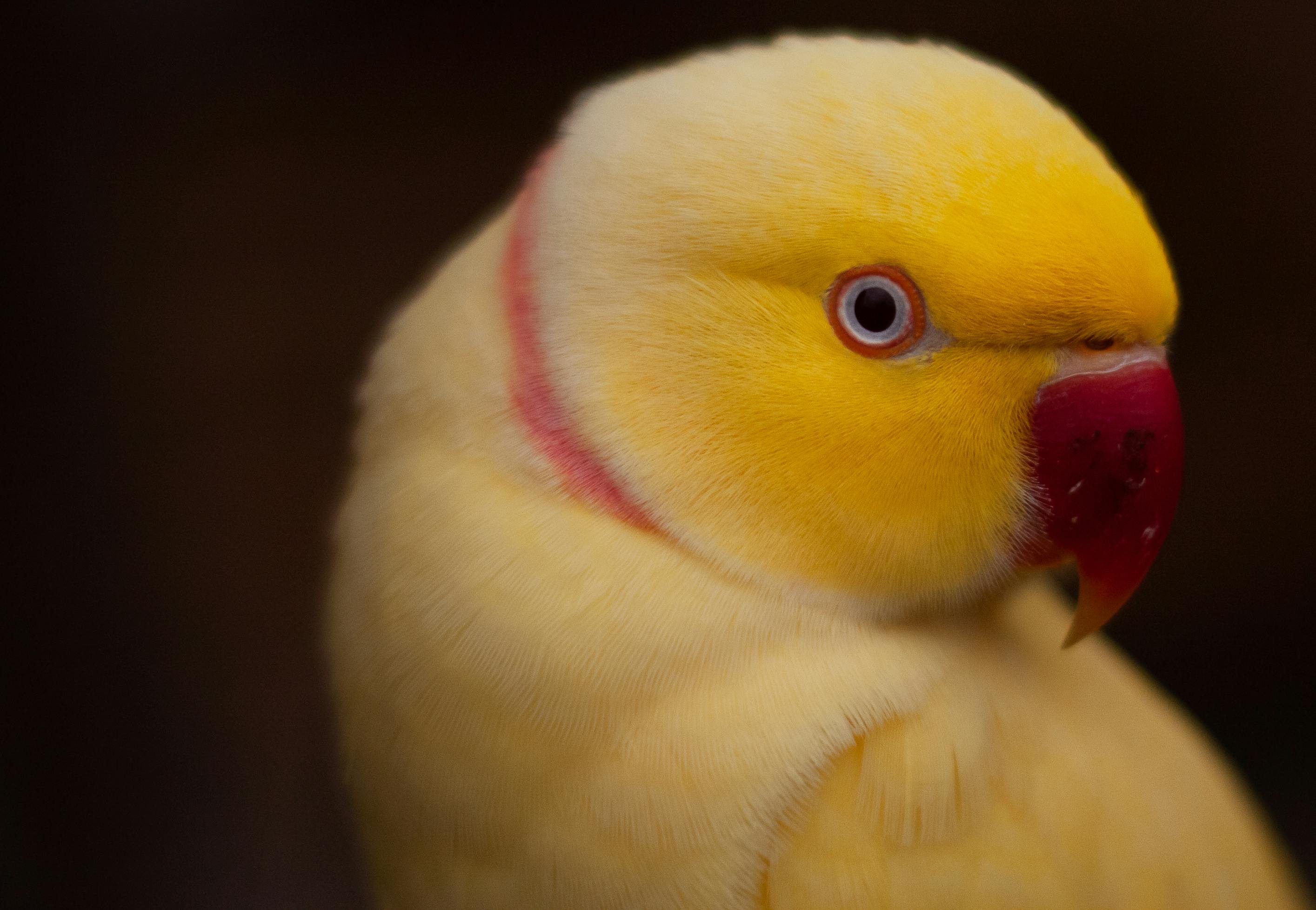 Ring Neck Parrot