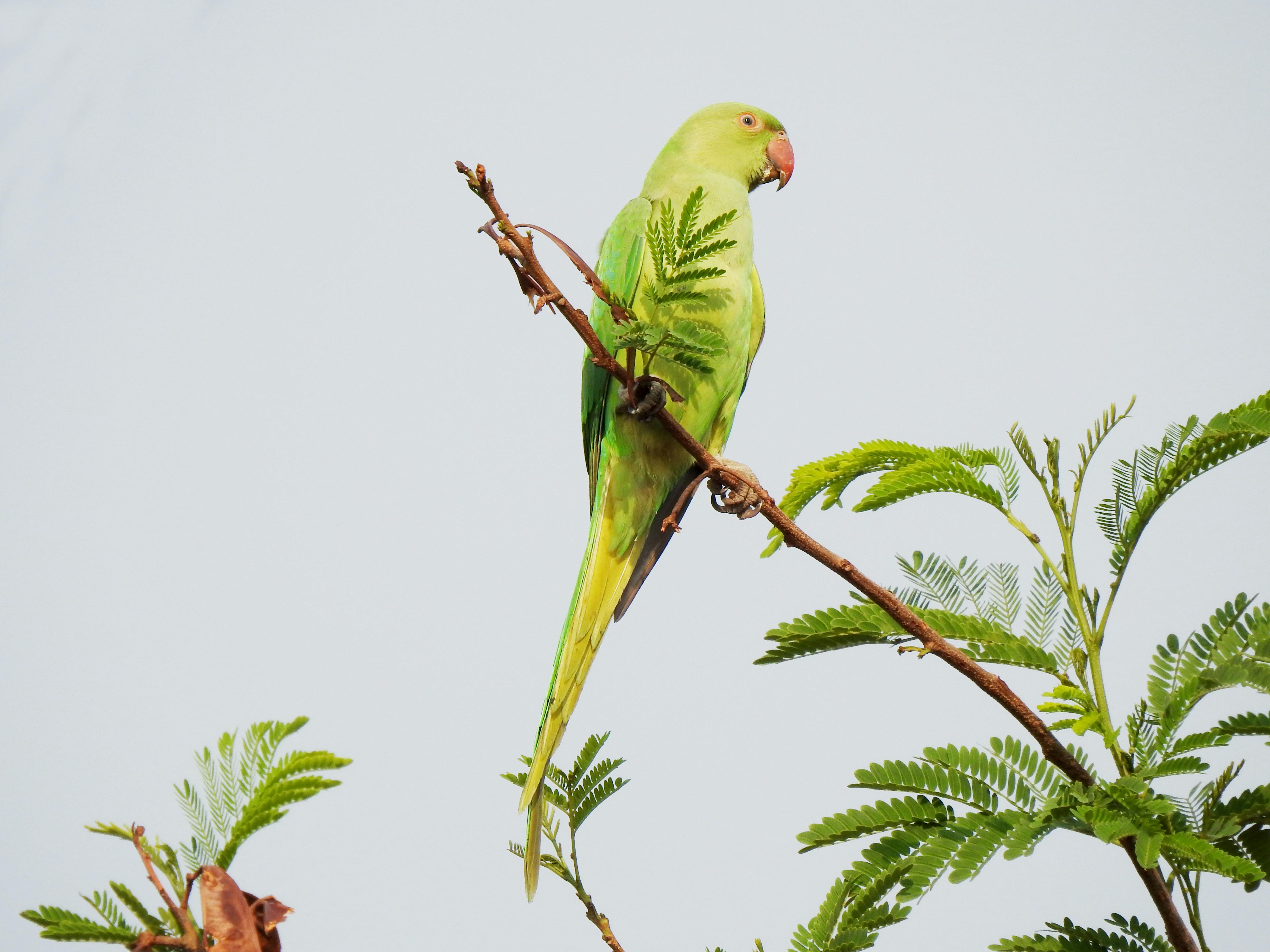 Ring Neck Parrot in Cage