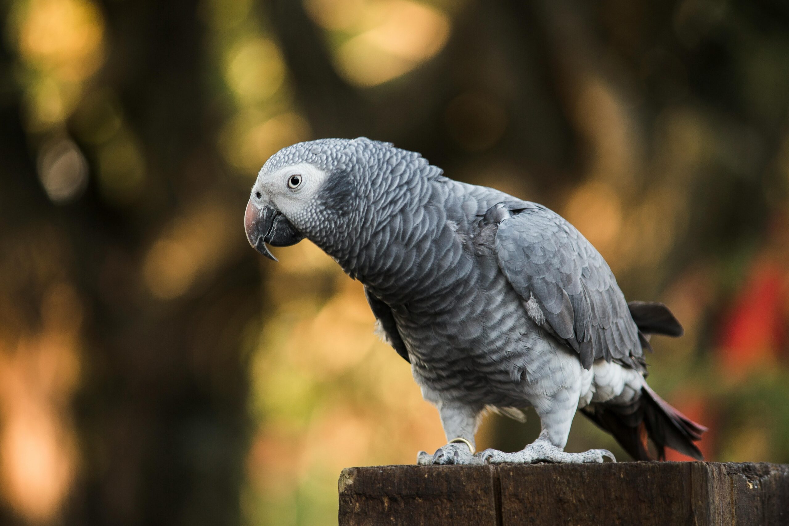 Simple Ways to Train Your Gray Parrot for Better Communication in 2025