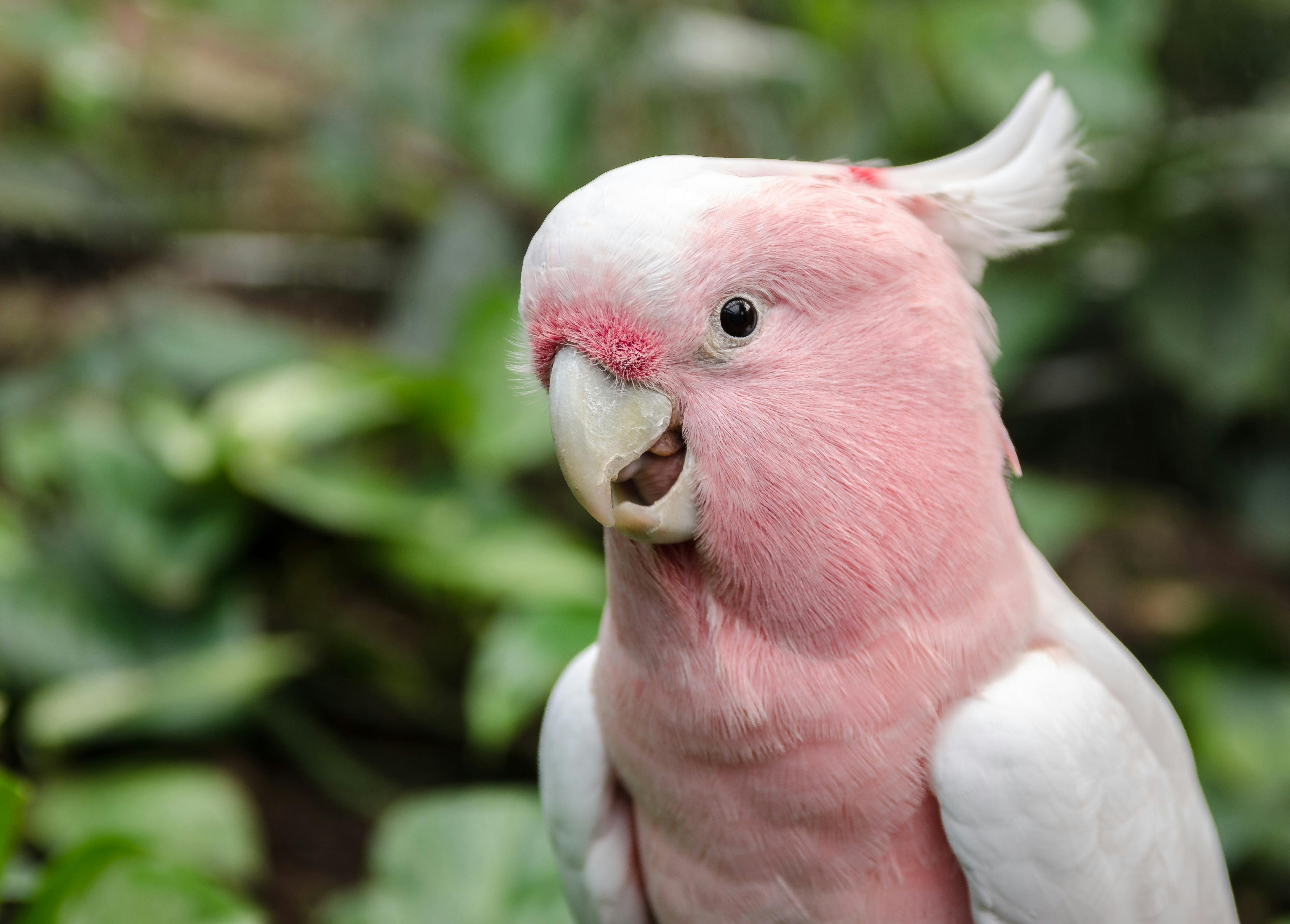 Gray Parrot in Habitat