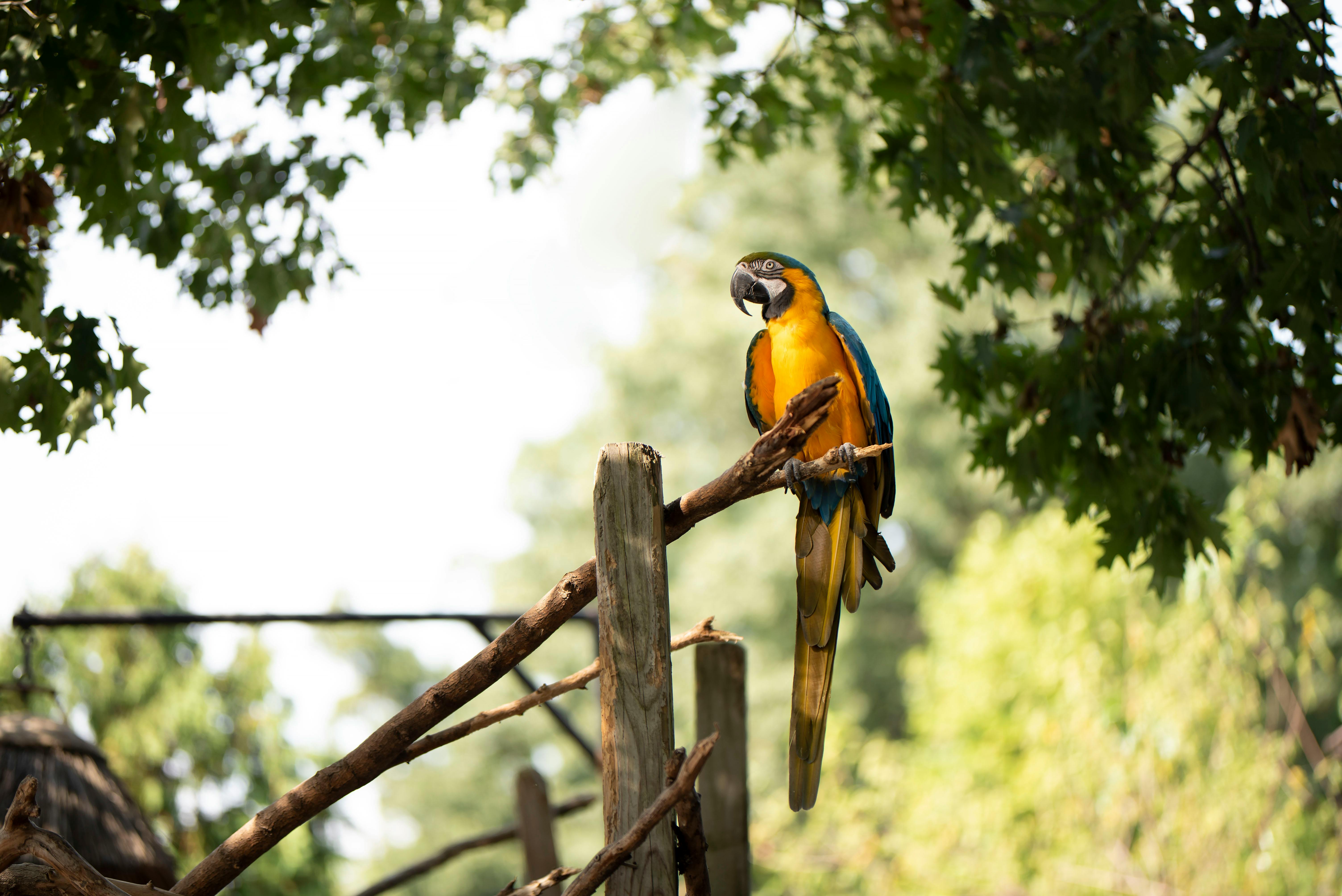 Interactive Bird Experiences