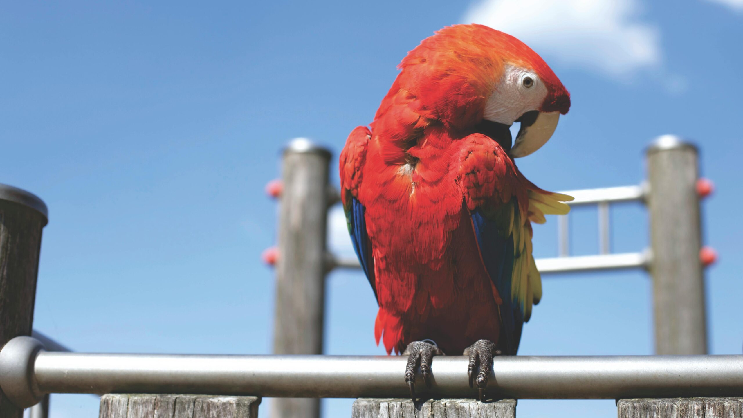 Smart Ways to Care for Blue Parrot Birds in 2025: Enhance Their Environment and Well-Being