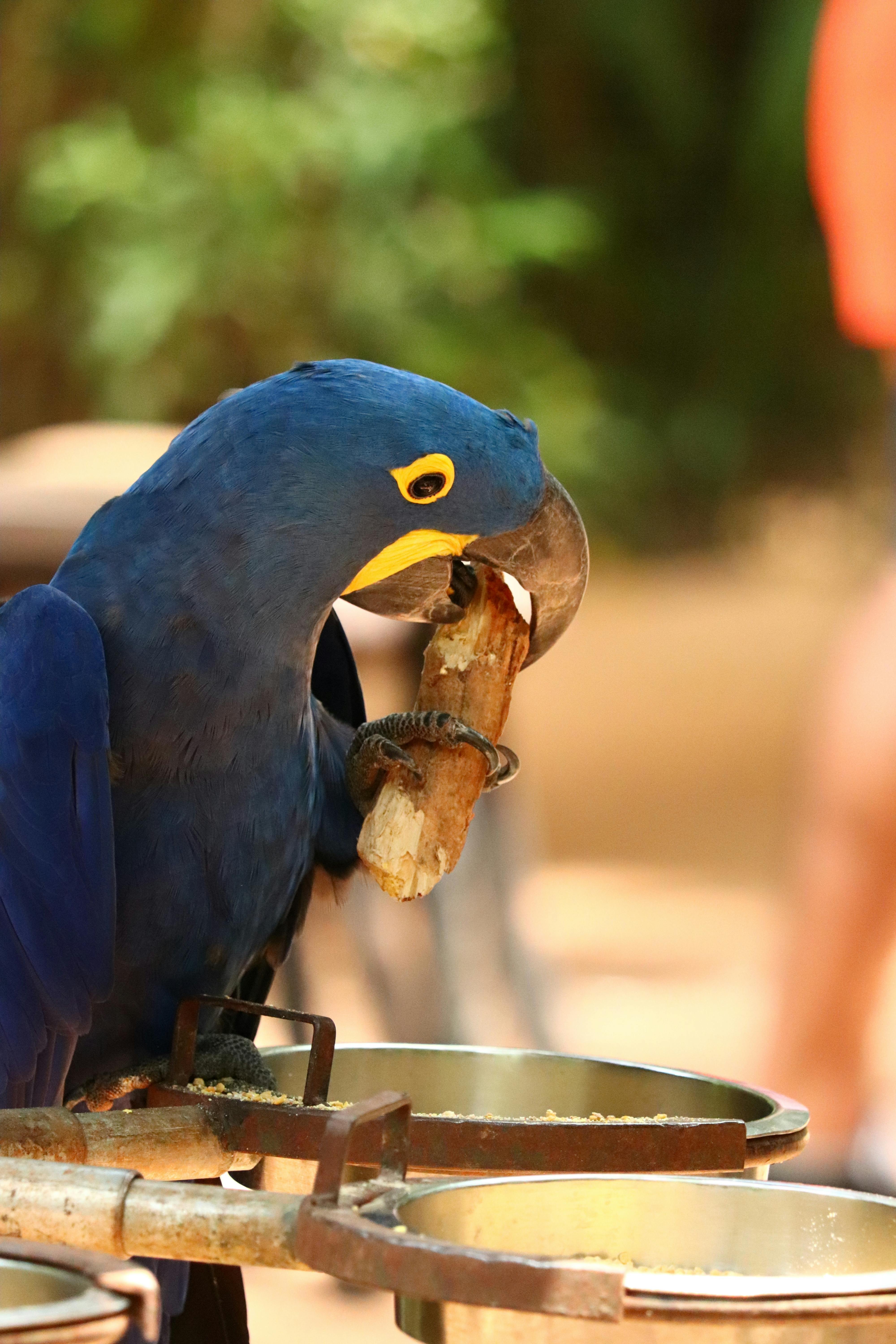 Blue Parrot Bird in Nature