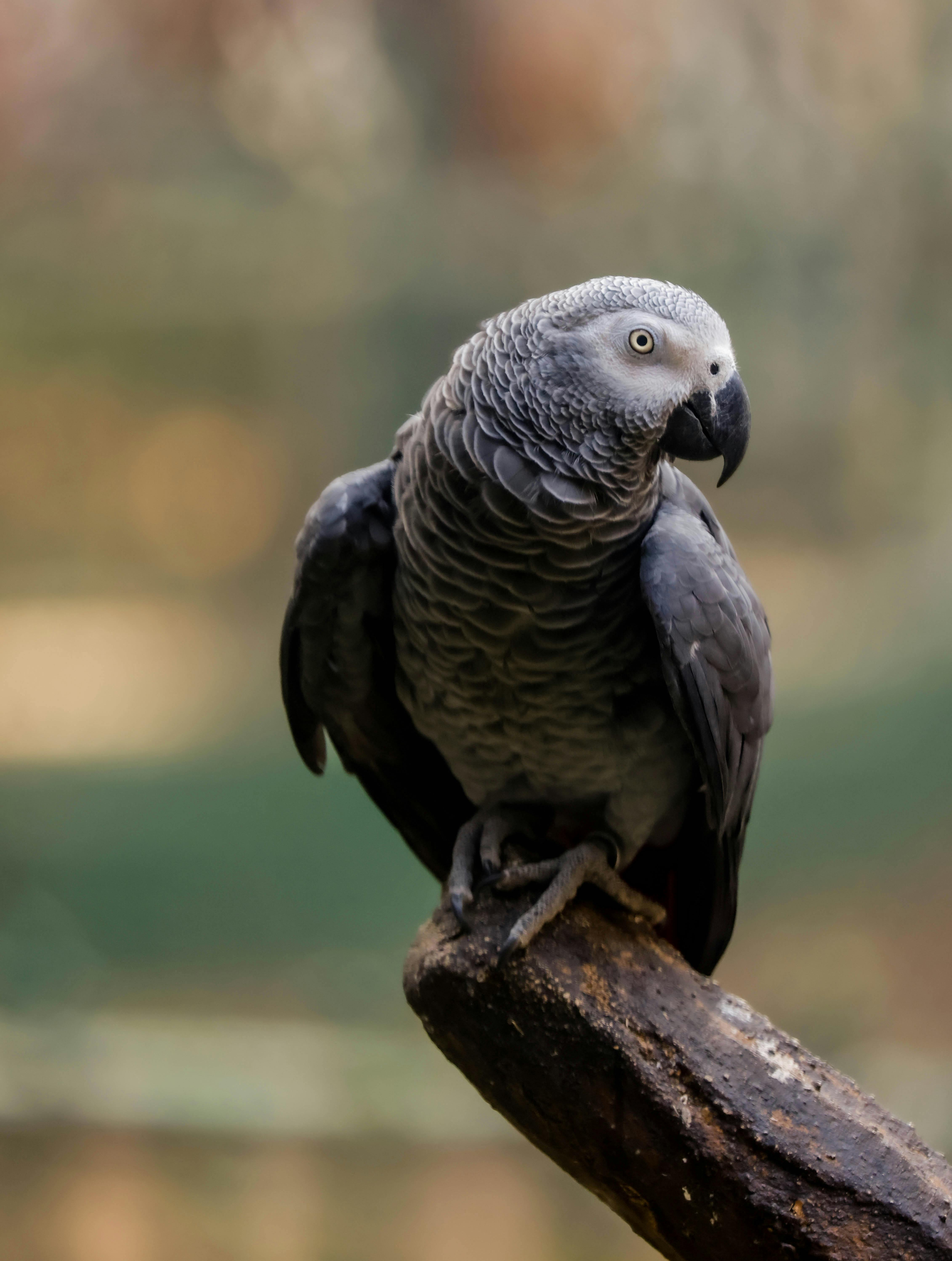 Grey African Parrot