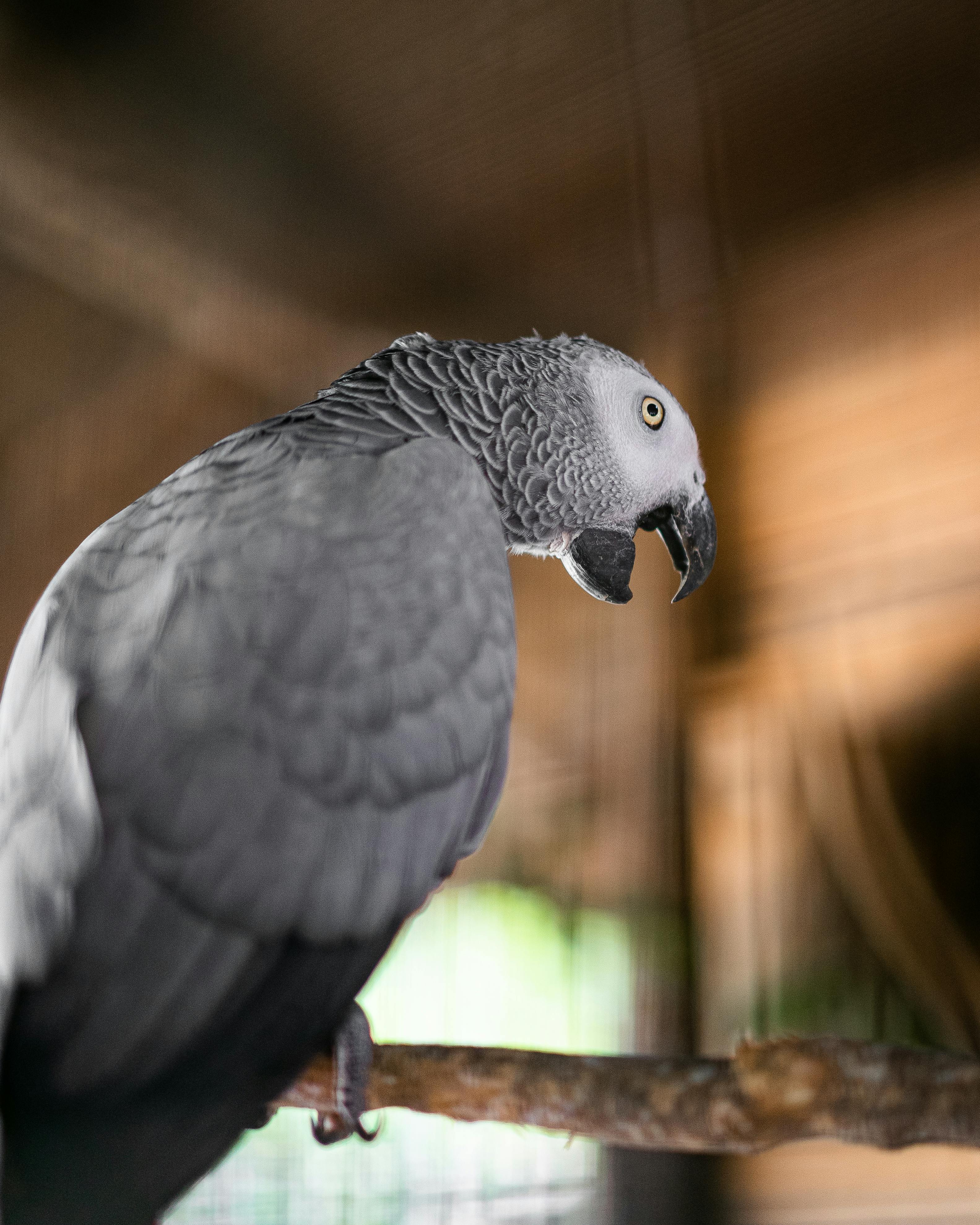 Grey African Parrot Interaction