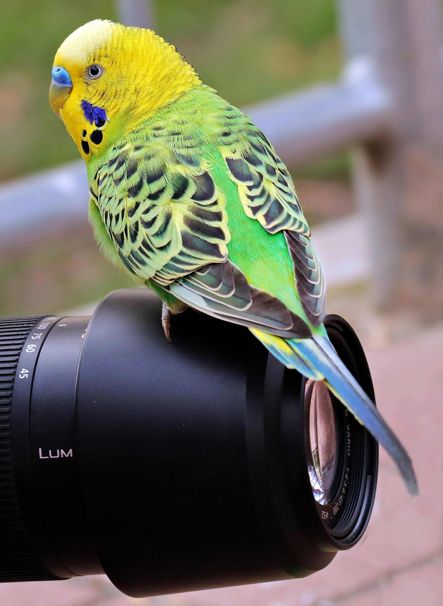 Smart Ways to Care for Your Green Quaker Parrot in 2025: Tips and Essentials