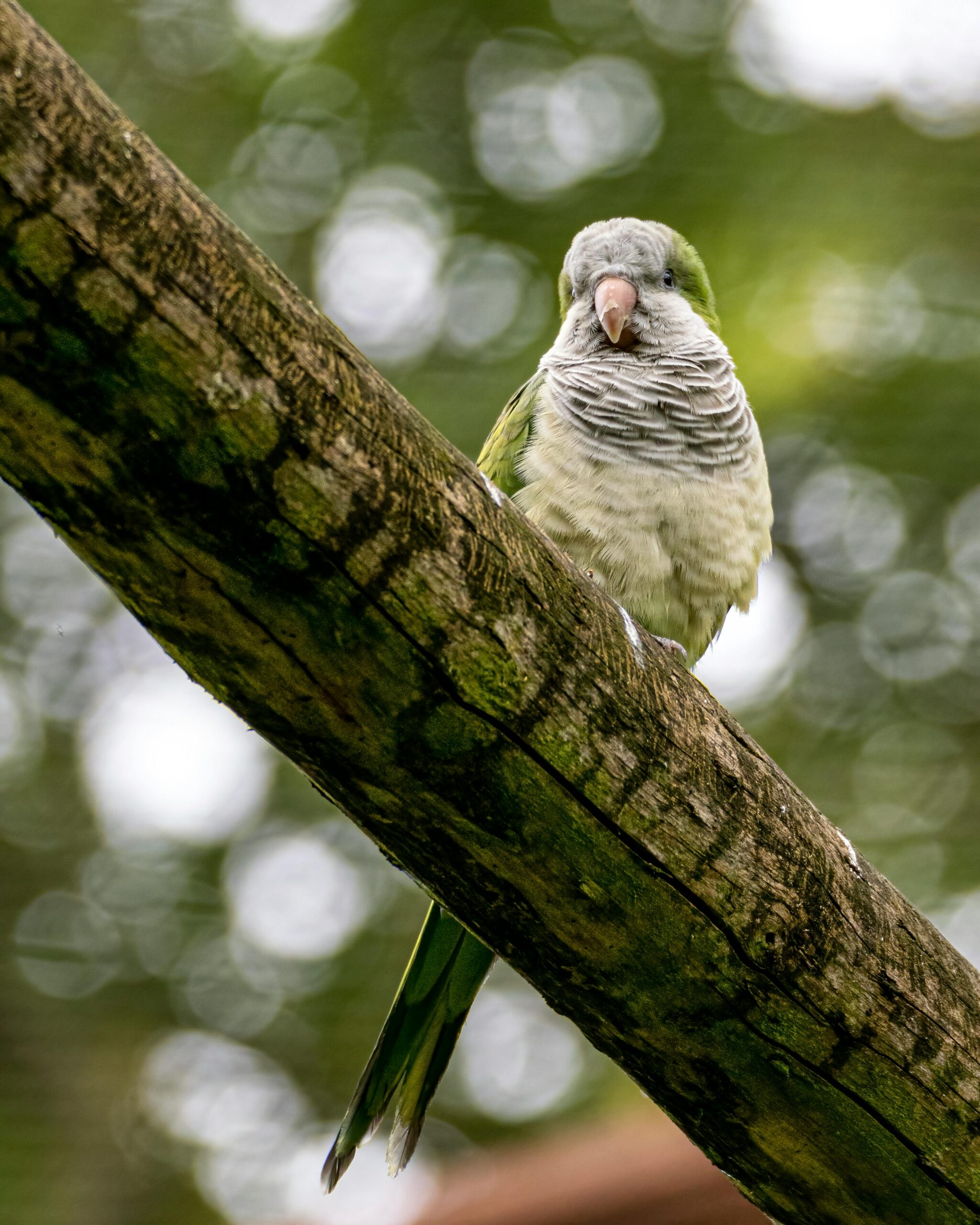 Effective Ways to Care for Monk Parrots in 2025: Tips to Enhance Their Wellbeing