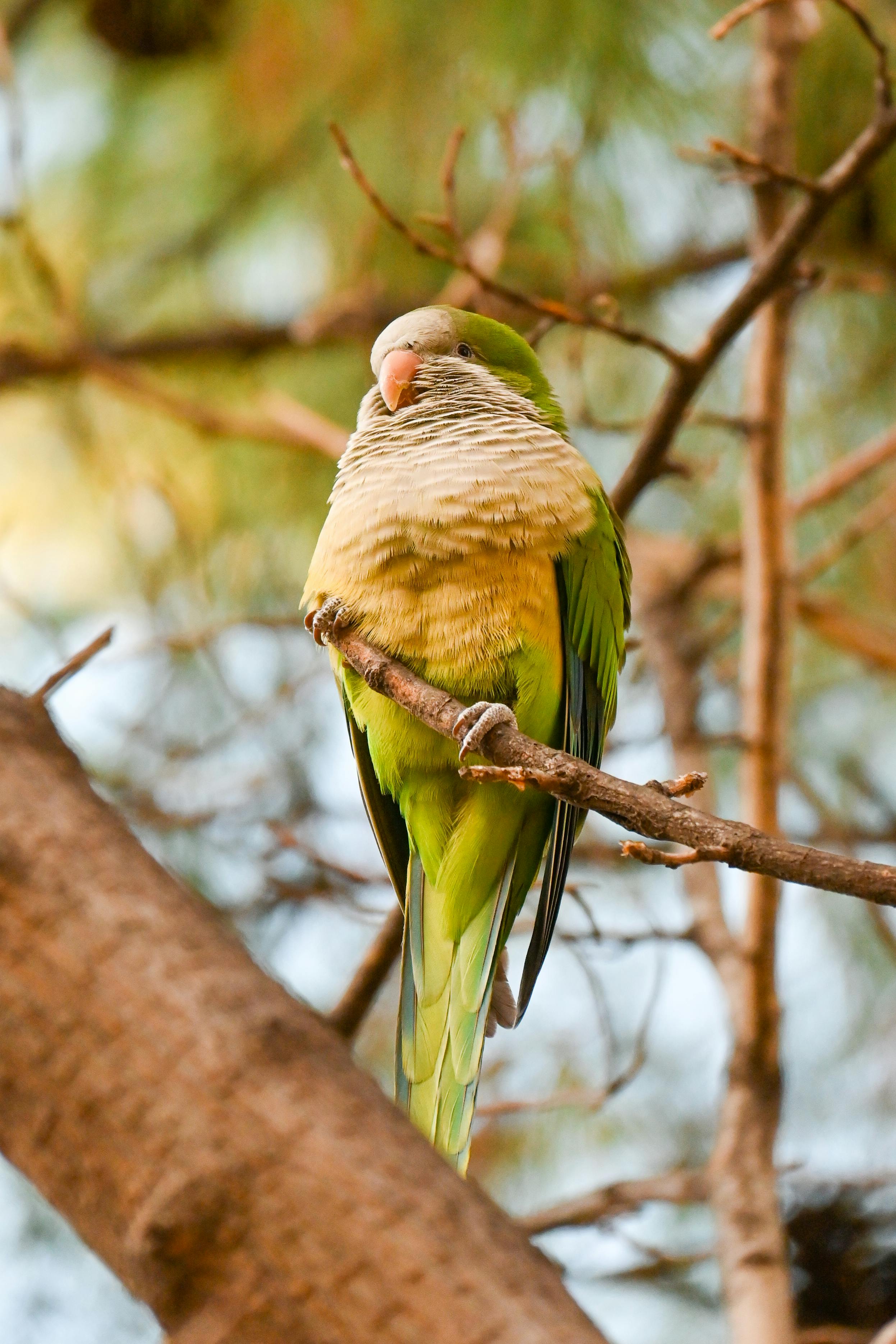 Monk Parrot