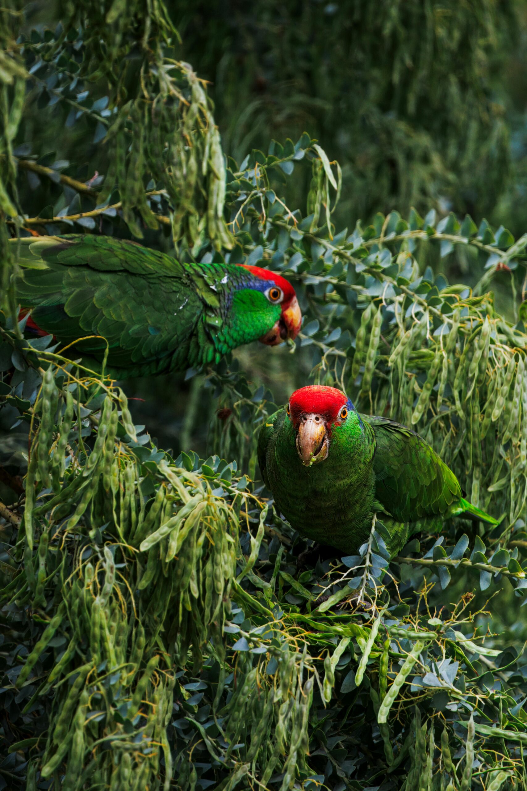 Effective Methods for Training Your Red-Crowned Parrot in 2025: Discover Proven Techniques