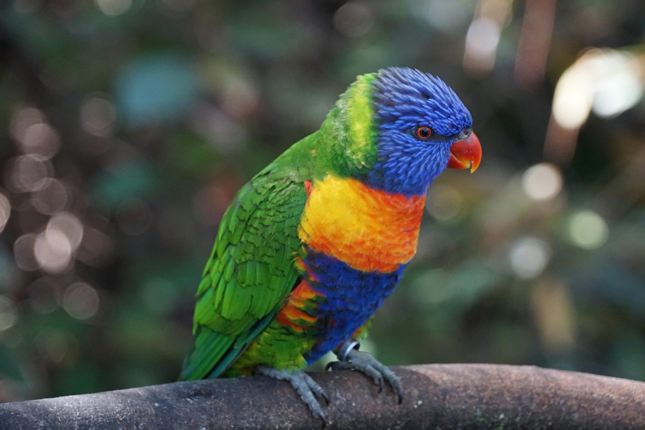 Smart Ways to Enhance Your Knowledge About Cape Parrots in 2025