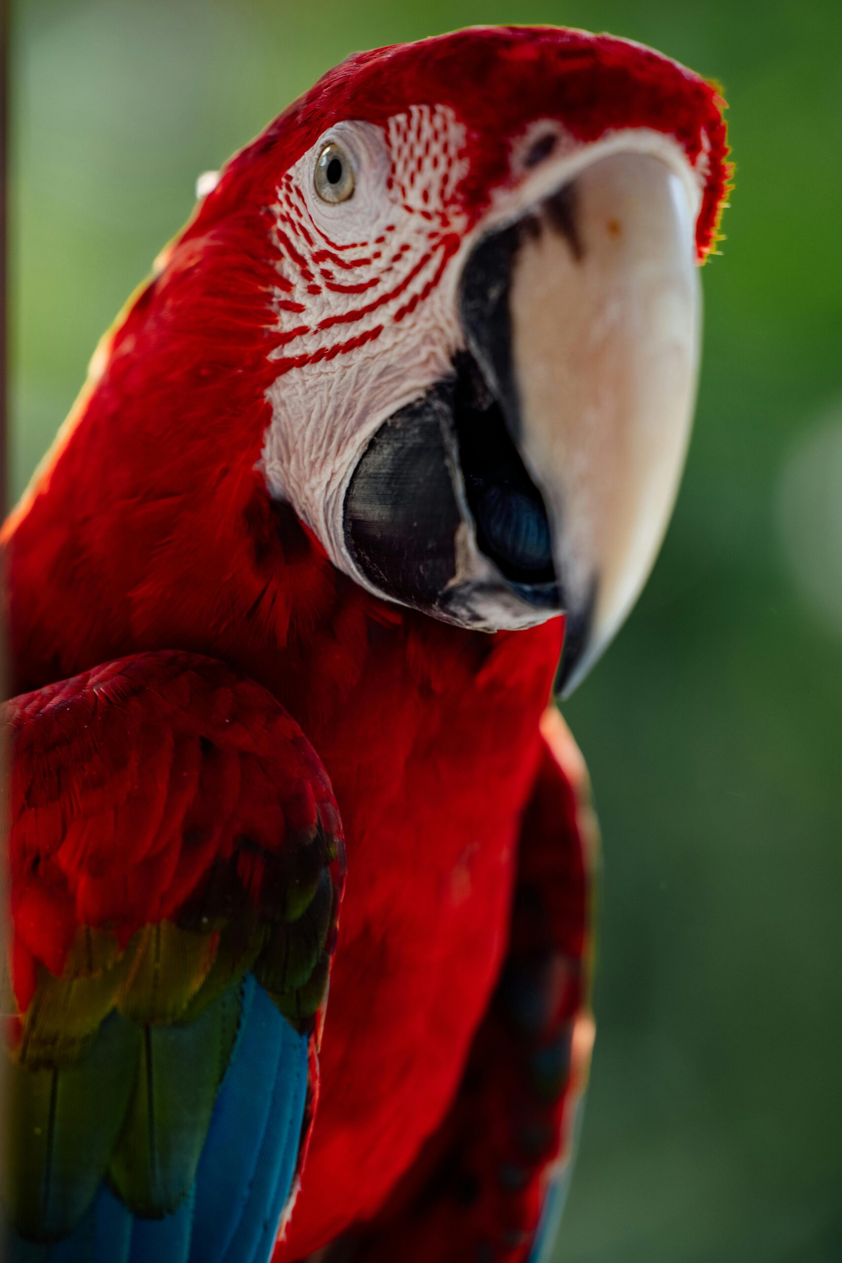 Effective Ways to Explore Paradise Parrot Breeding in 2025 for Successful Results