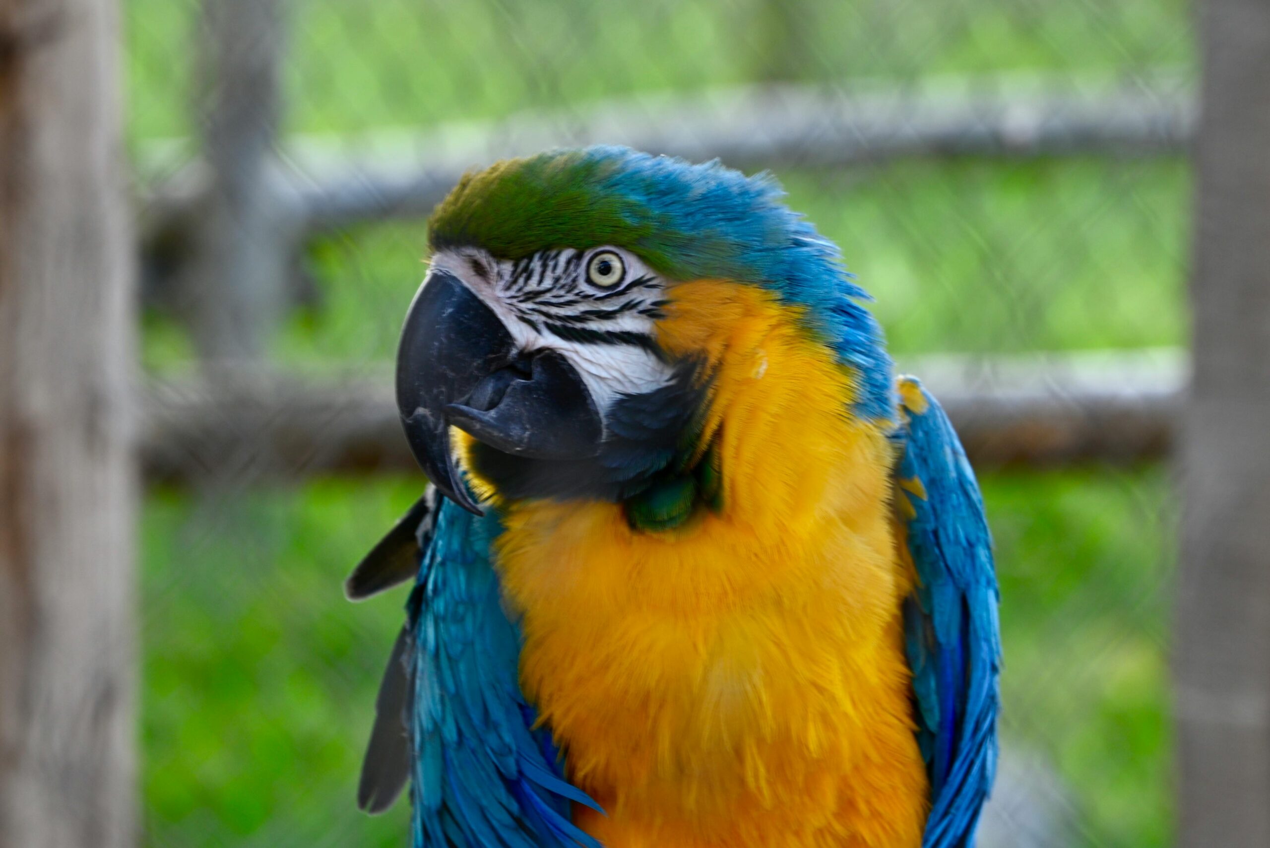 Effective Ways to Care for Pesquet’s Parrot in 2025: Smart Tips for Pet Owners