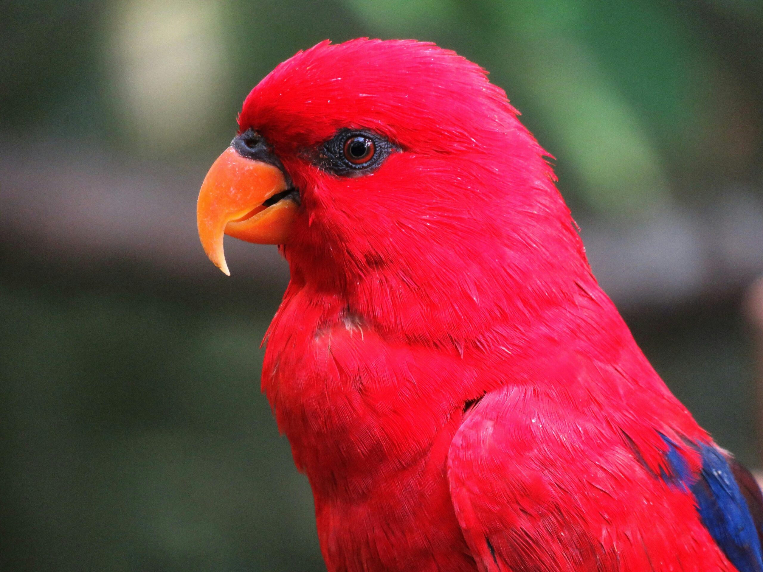 Parrot is a noun that refers to a colorful, often tropical bird known for its intelligence and ability to mimic sounds, including human speech. Parrots belong to the family Psittacidae and are characterized by their curved beaks, strong legs, and zygodactyl feet. Common examples include the macaw, cockatoo, and budgerigar.