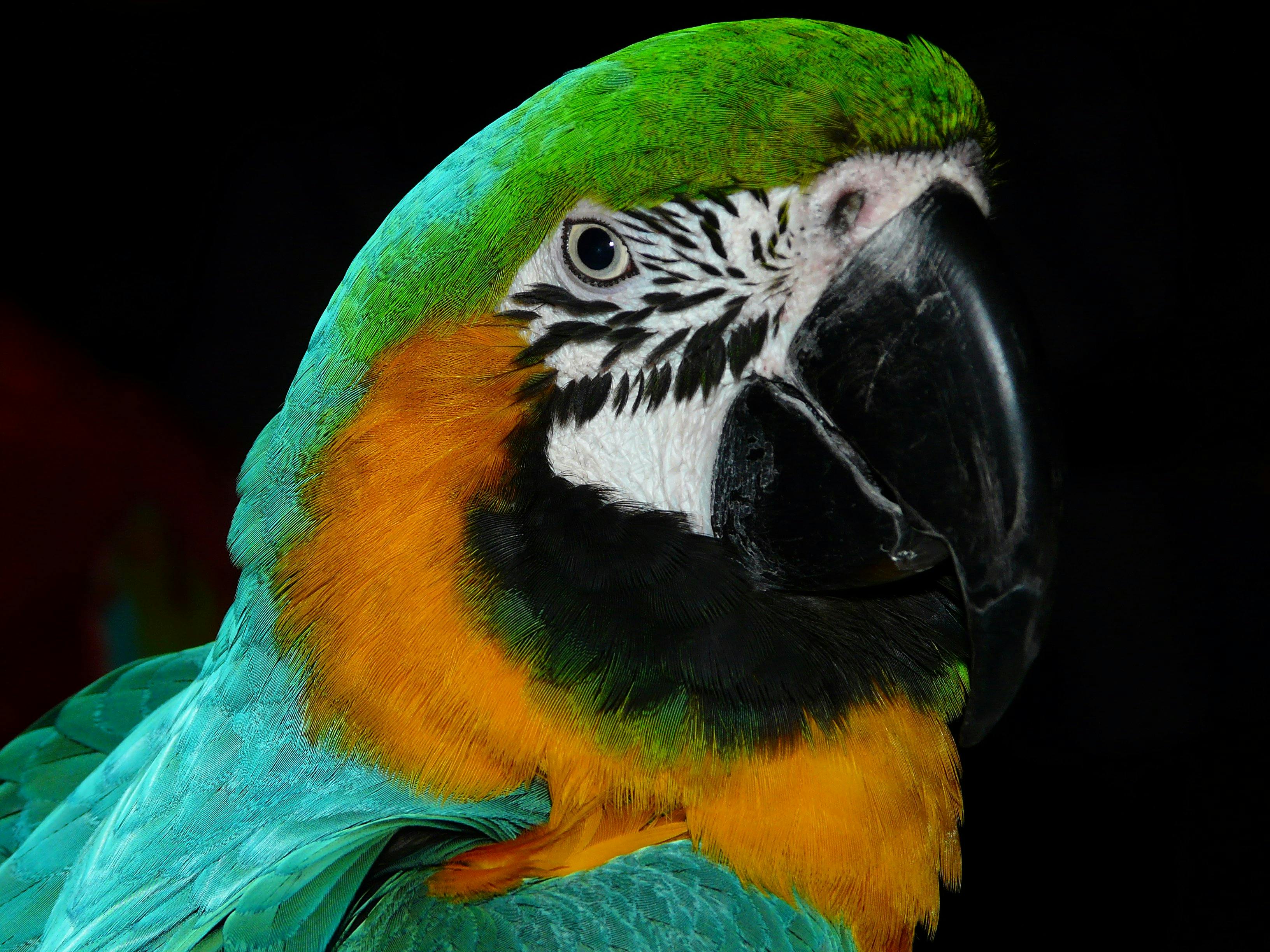 Colorful Parrot