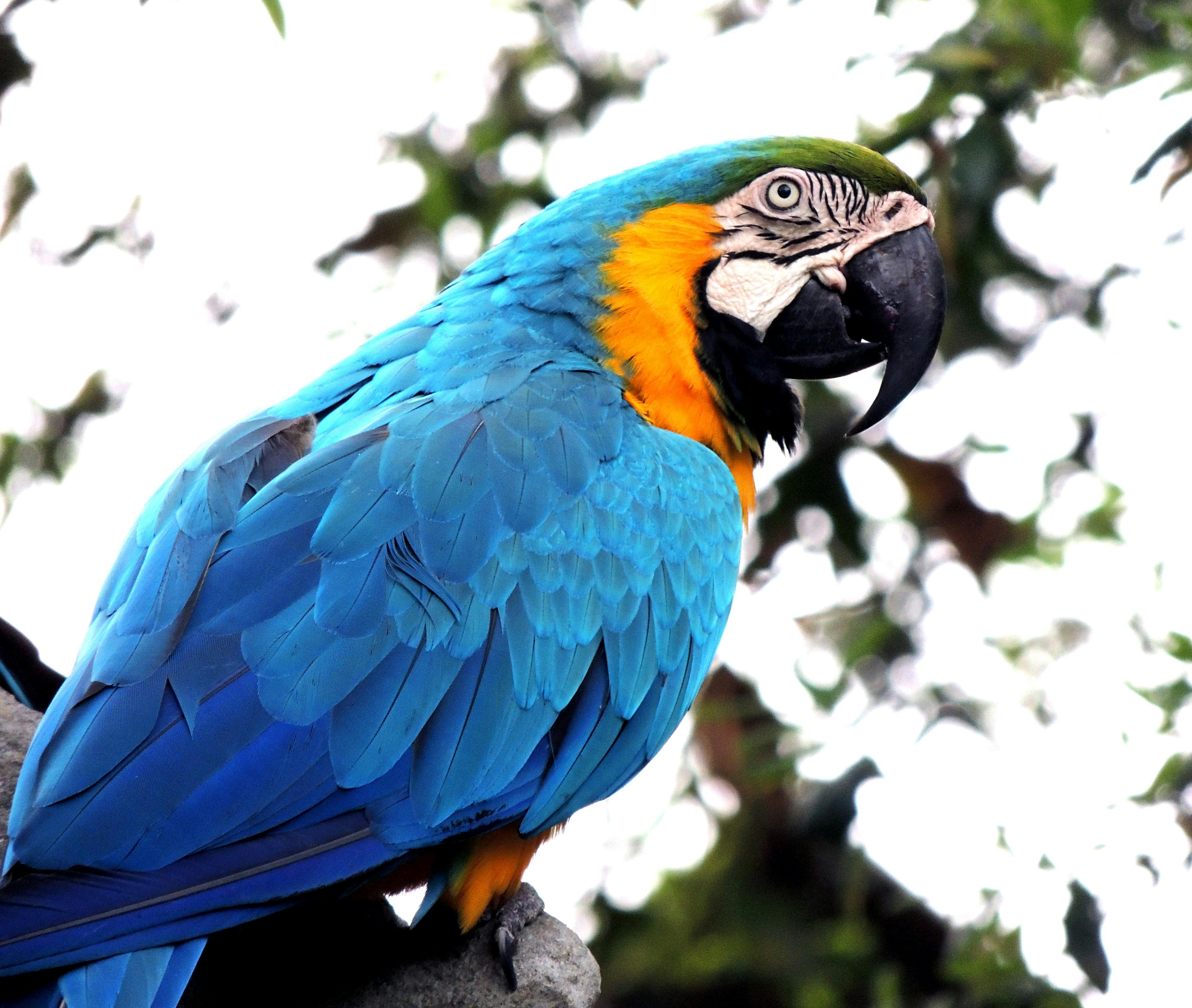 Puerto Rican Parrot in Rehabilitation Center