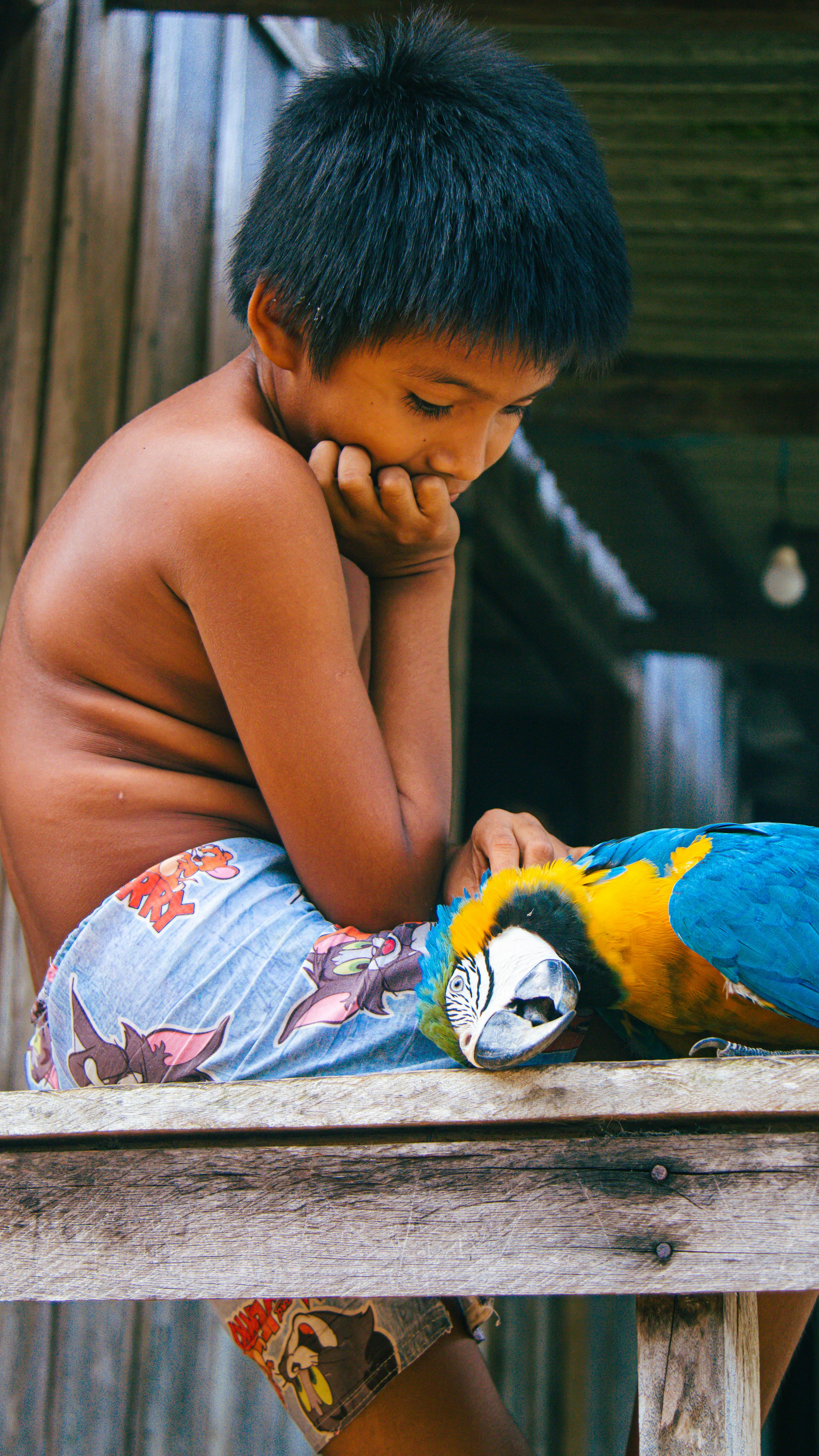 Yellow-Naped Amazon Parrot