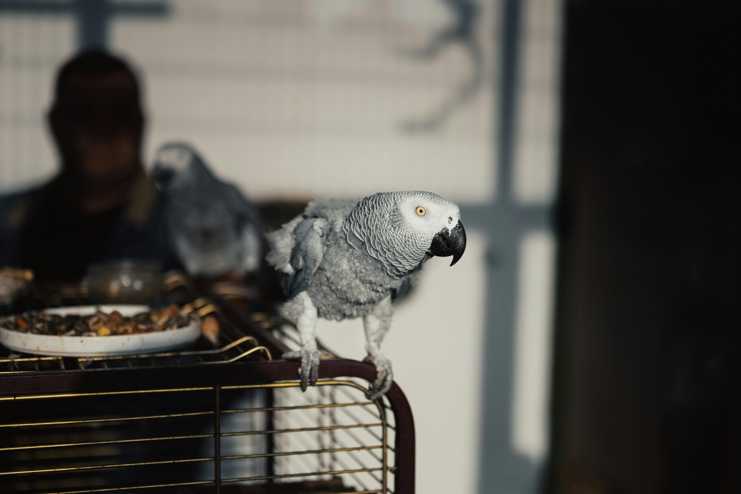 Effective Ways to Train Your Gray African Parrot for Better Communication in 2025