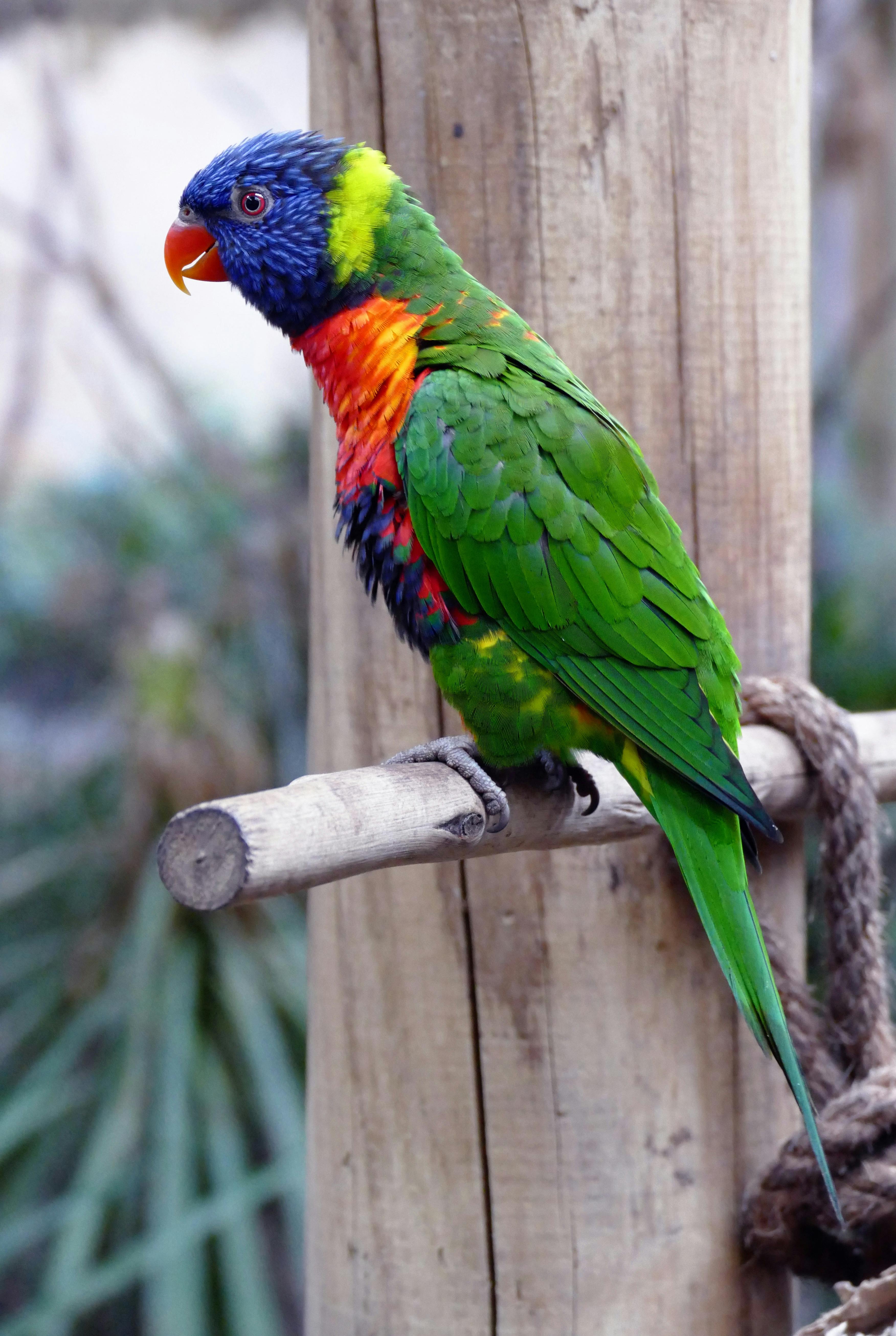 Colorful Parrot Breeds