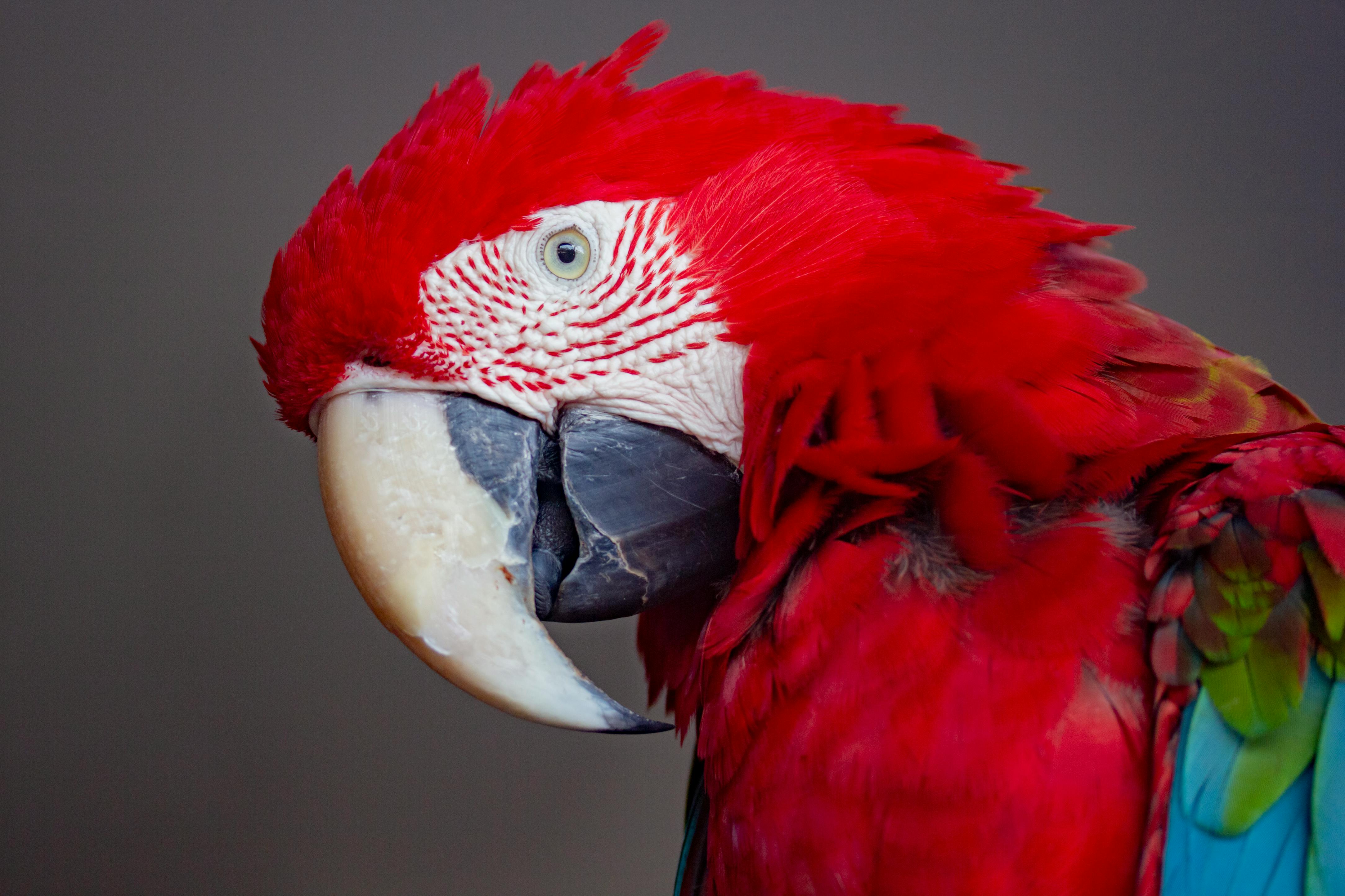 Parrots in Habitat