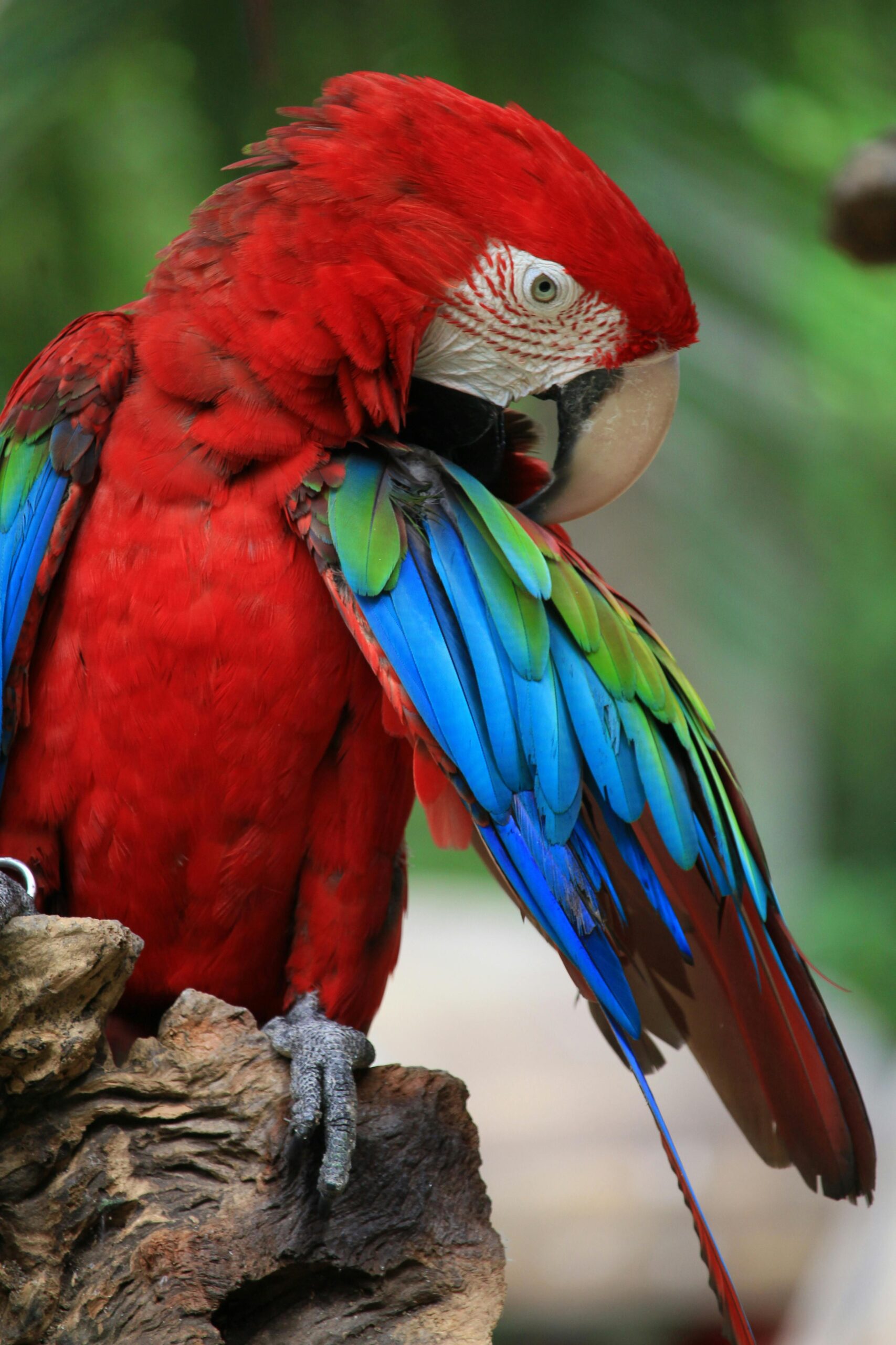 Effective Ways to Care for Your Green Amazon Parrot in 2025: Discover Proven Tips