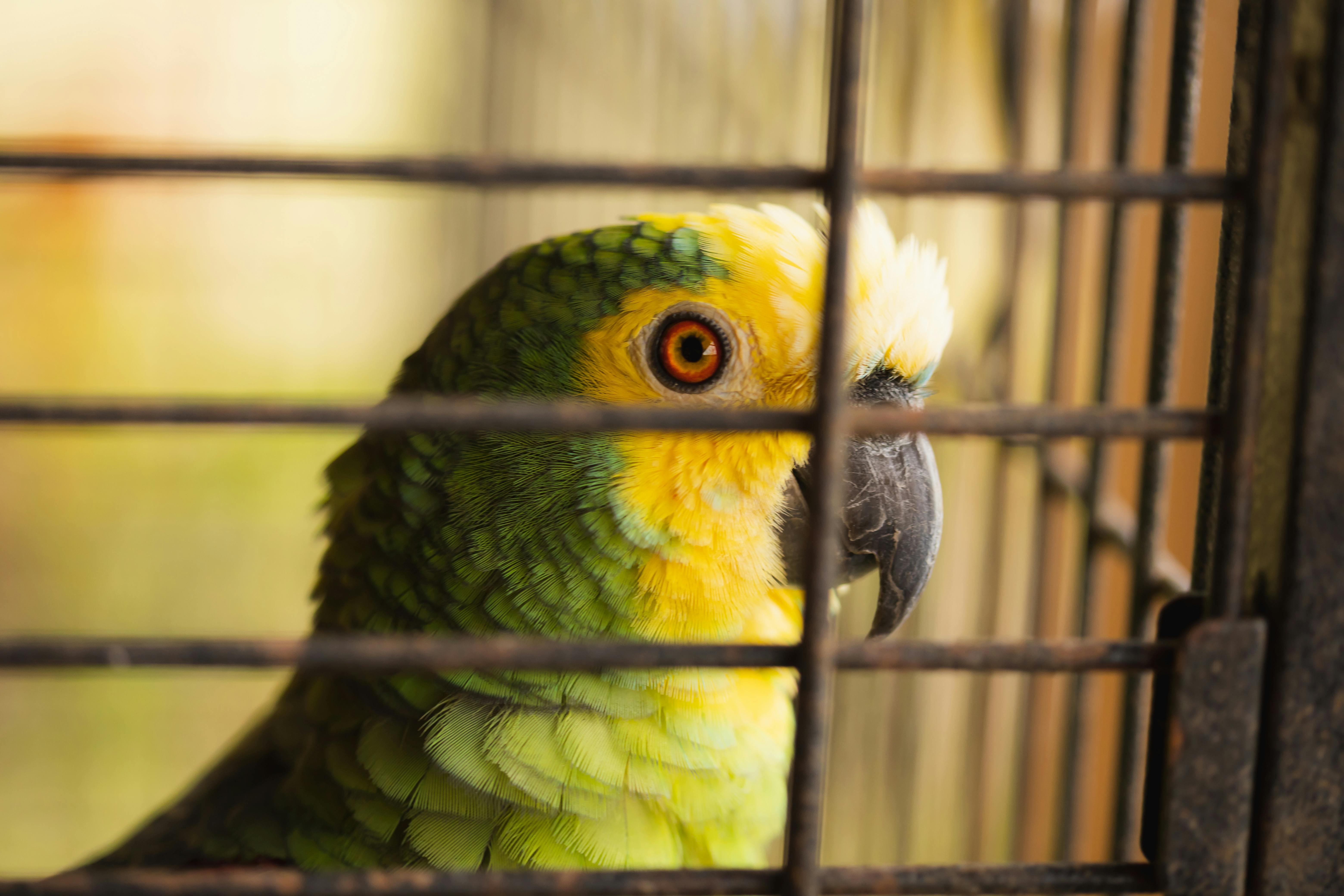 Green Amazon Parrot