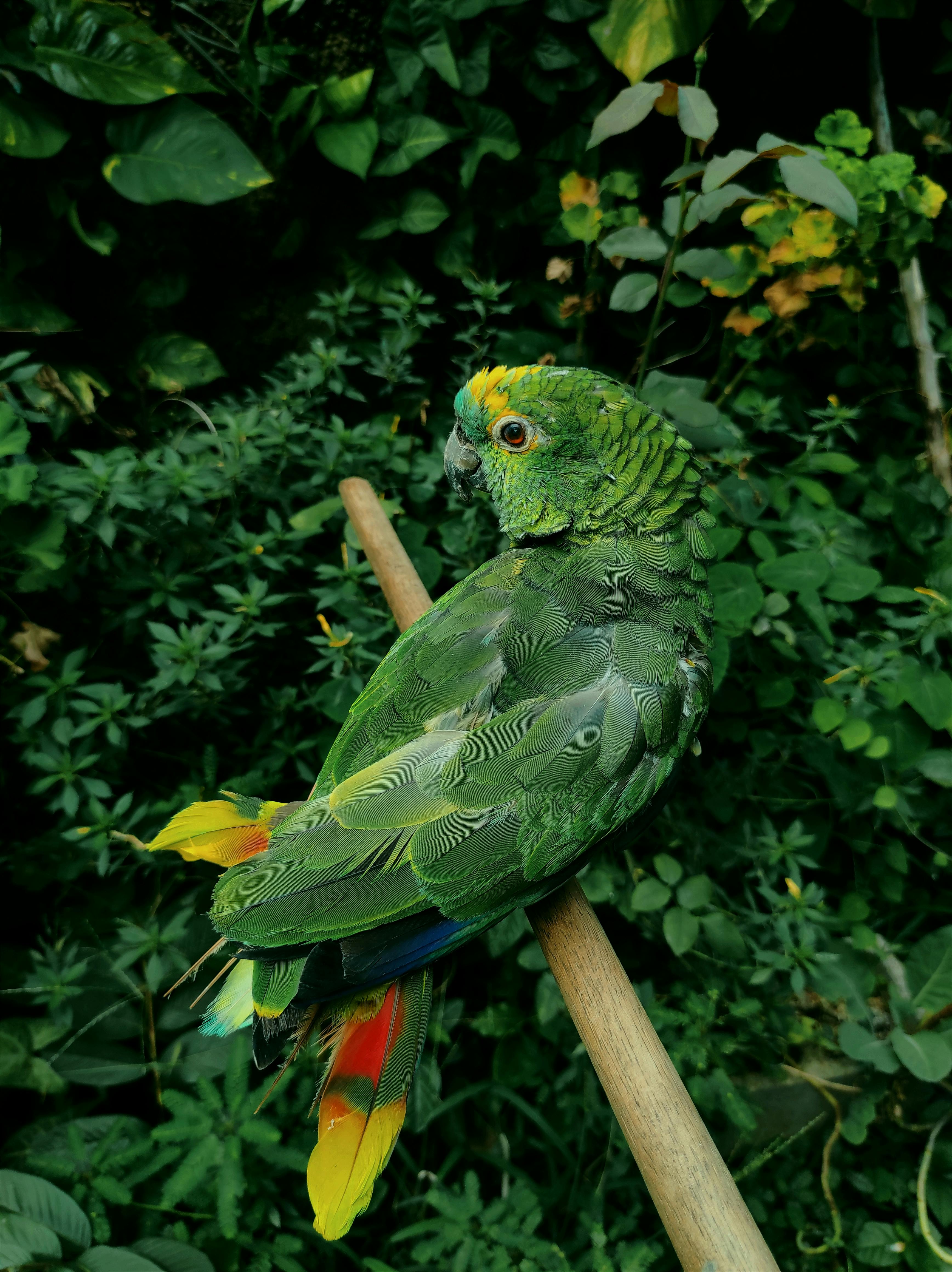 Caring Green Amazon Parrot