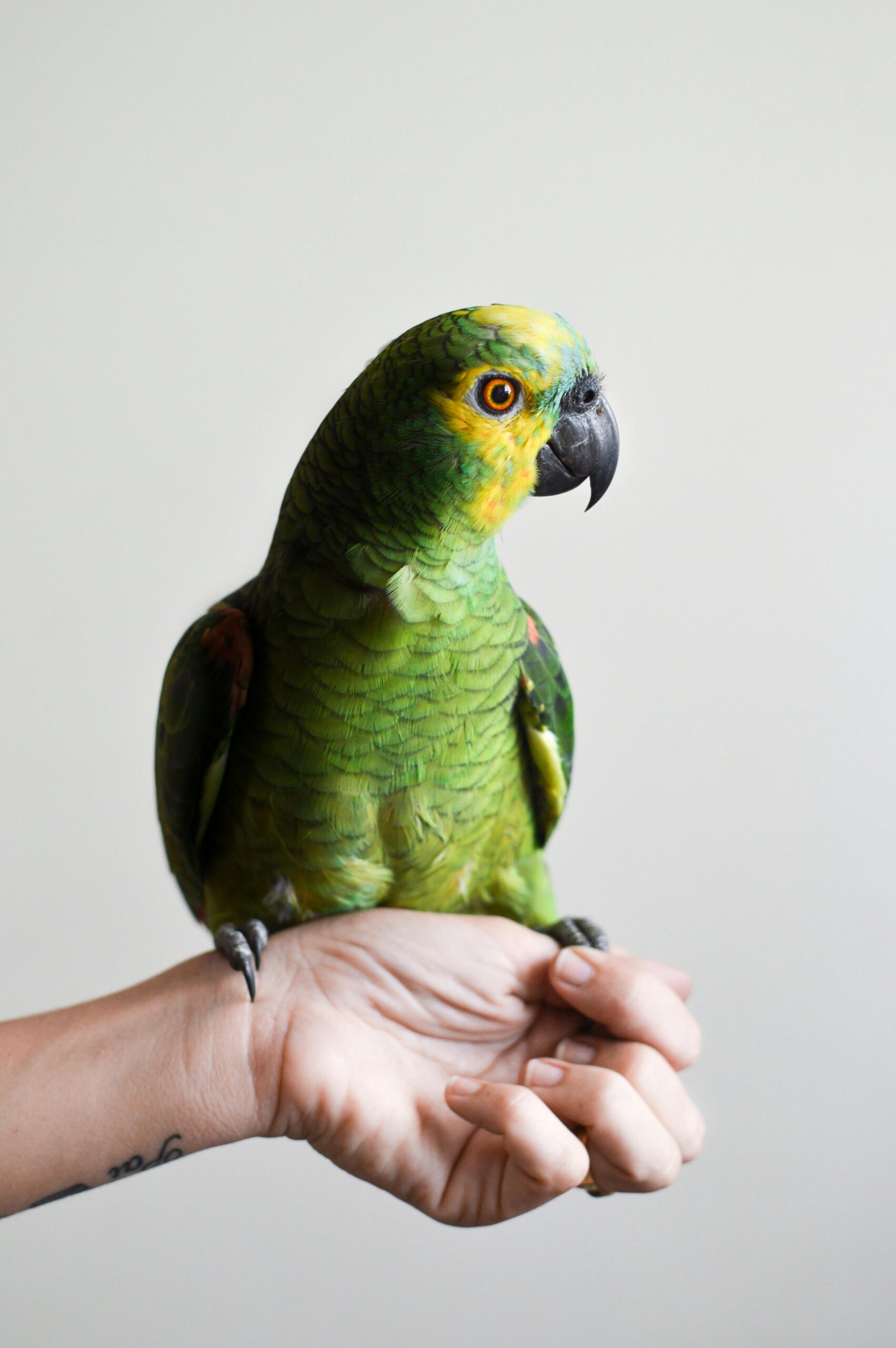 Smart Ways to Care for Parrot Birds: Discover Effective Tips for 2025