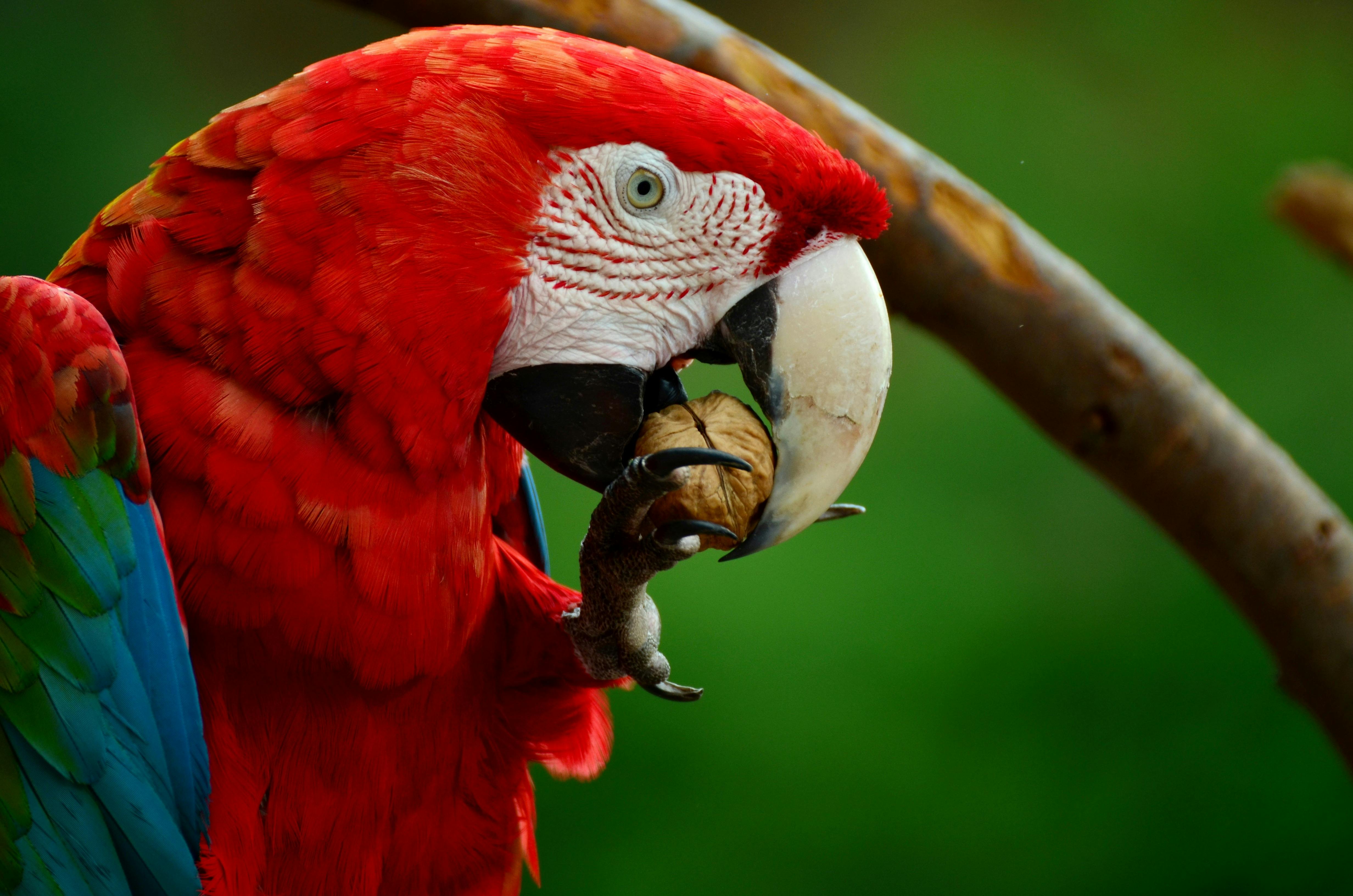 Caring for Parrots