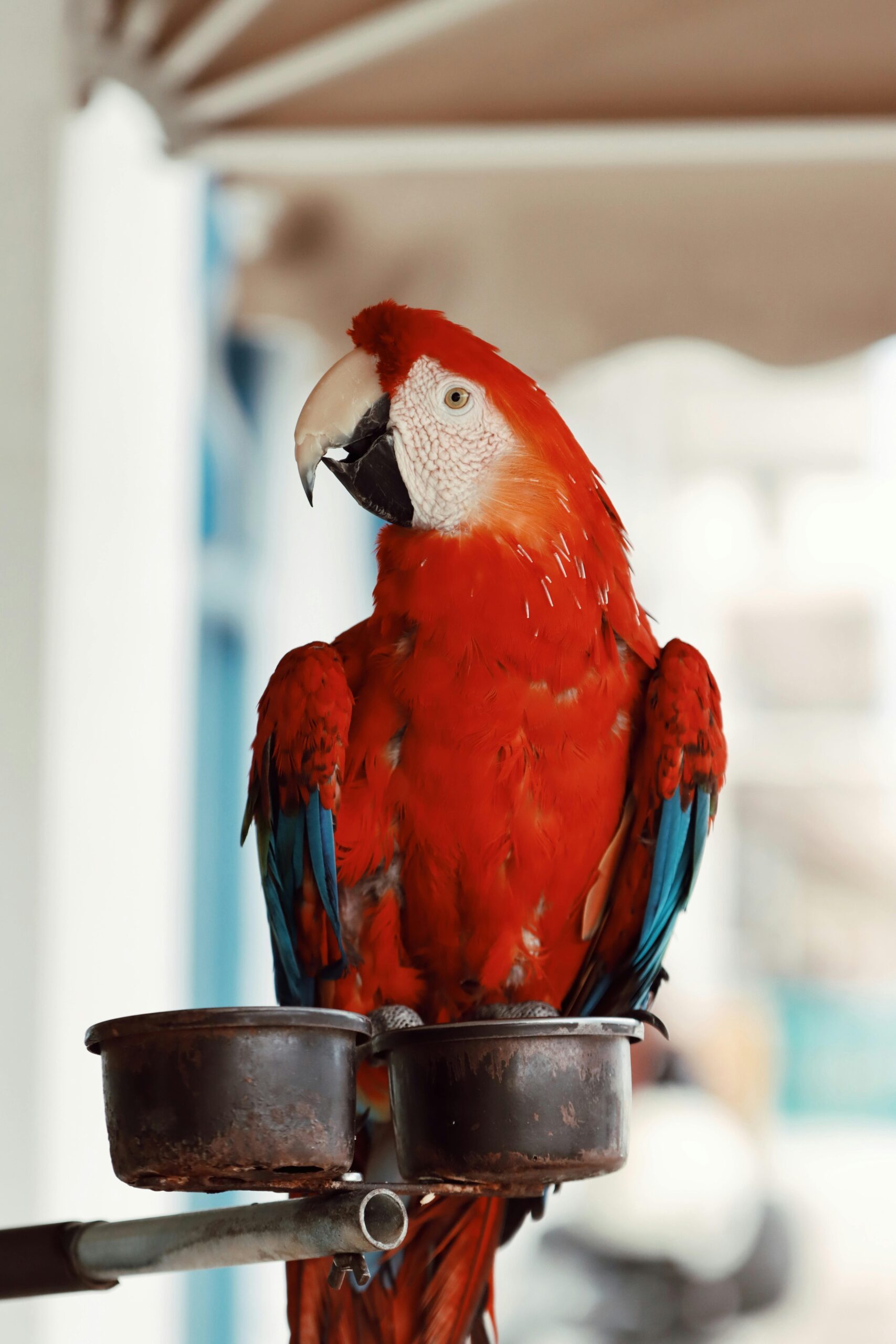 Discover the Best 5 Parrot Adoption Options Near You in 2025!