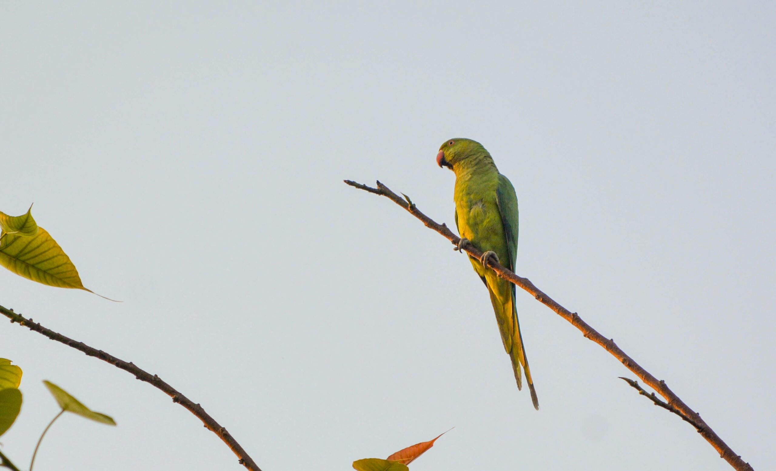 Top 5 Effective Ways to Care for Your Indian Parrot in 2025