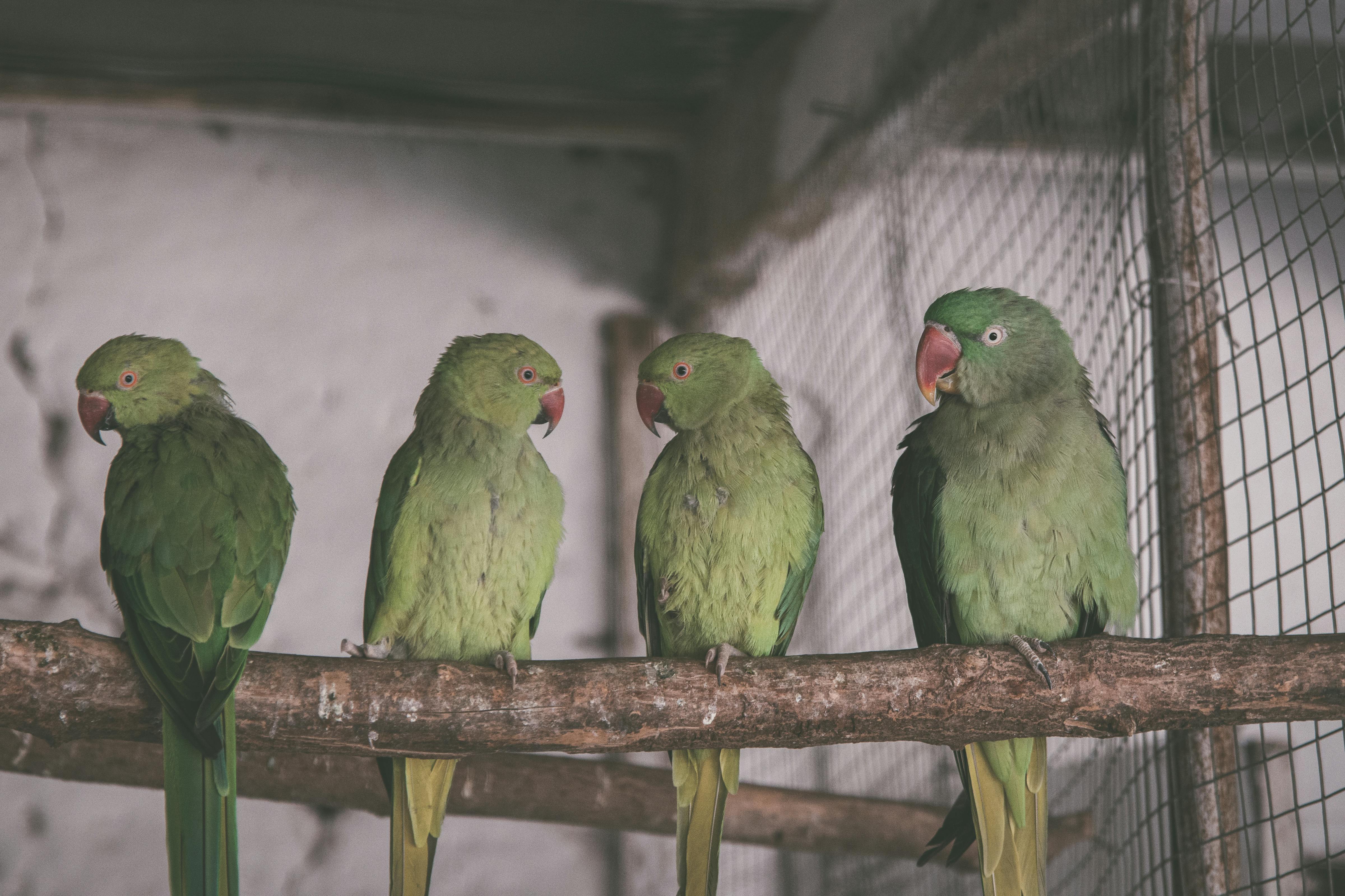 Indian Parrot