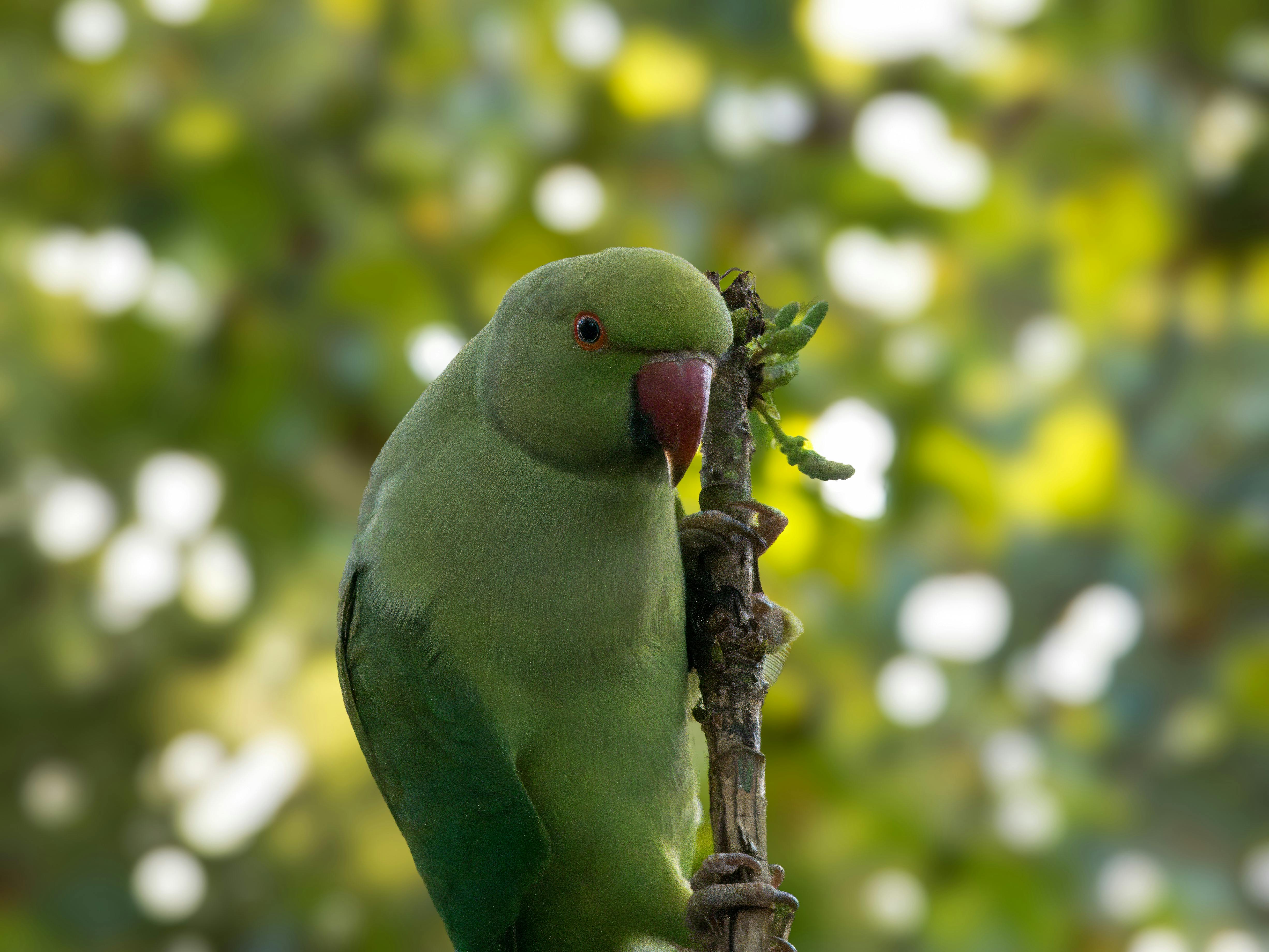 Indian Parrot Interacting