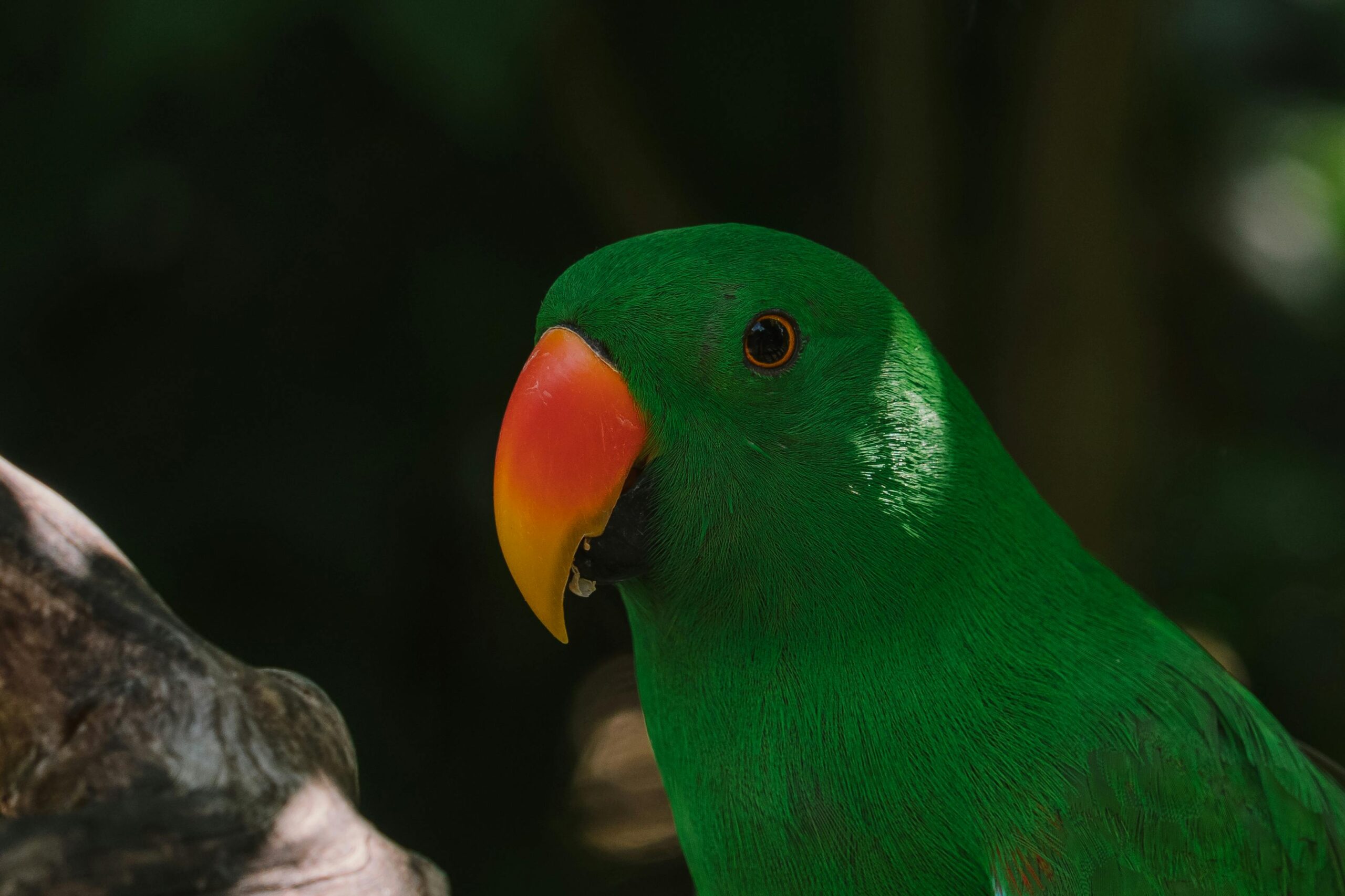 Effective Ways to Ensure a Long Lifespan for Your Eclectus Parrot in 2025