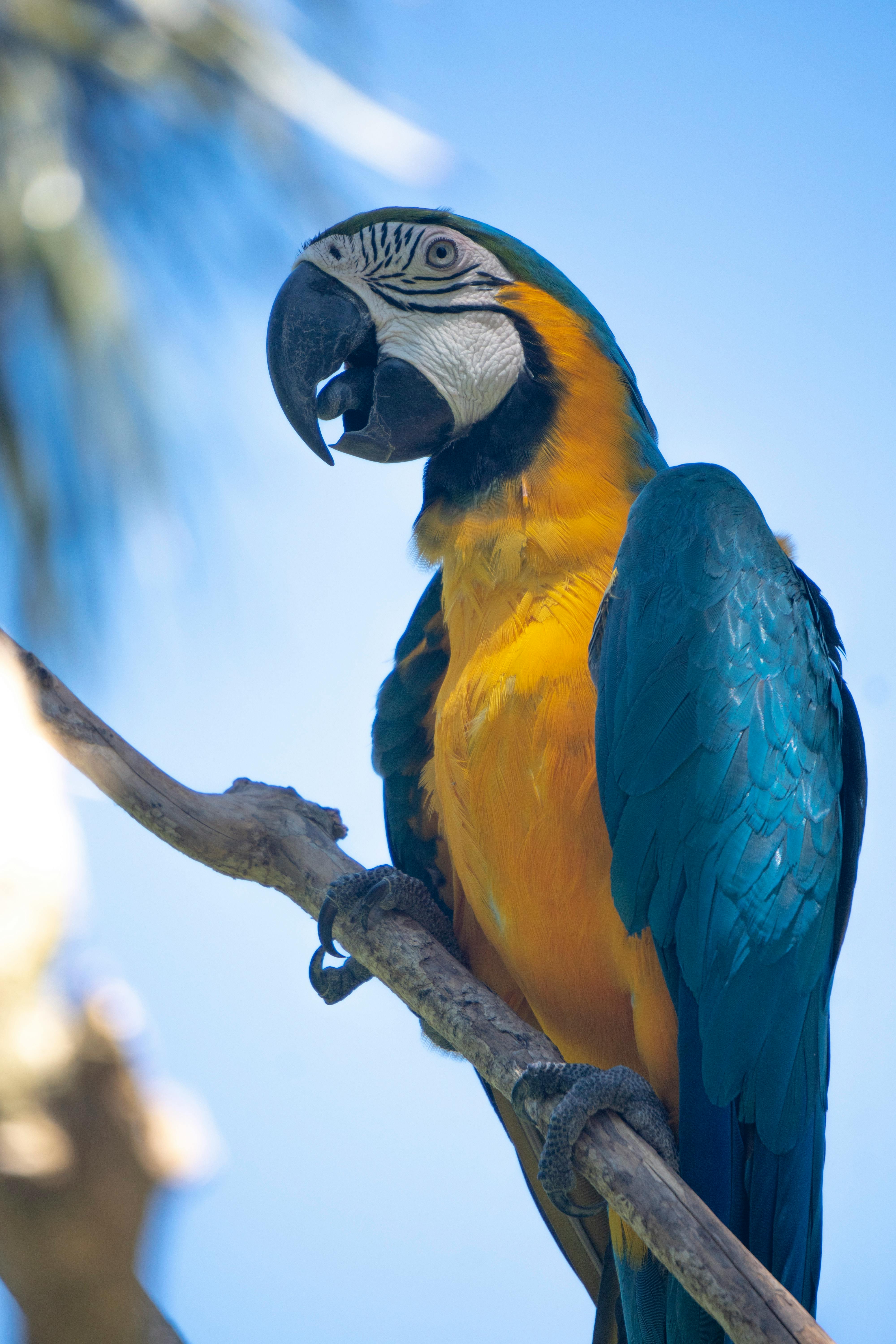 Blue and Gold Macaw