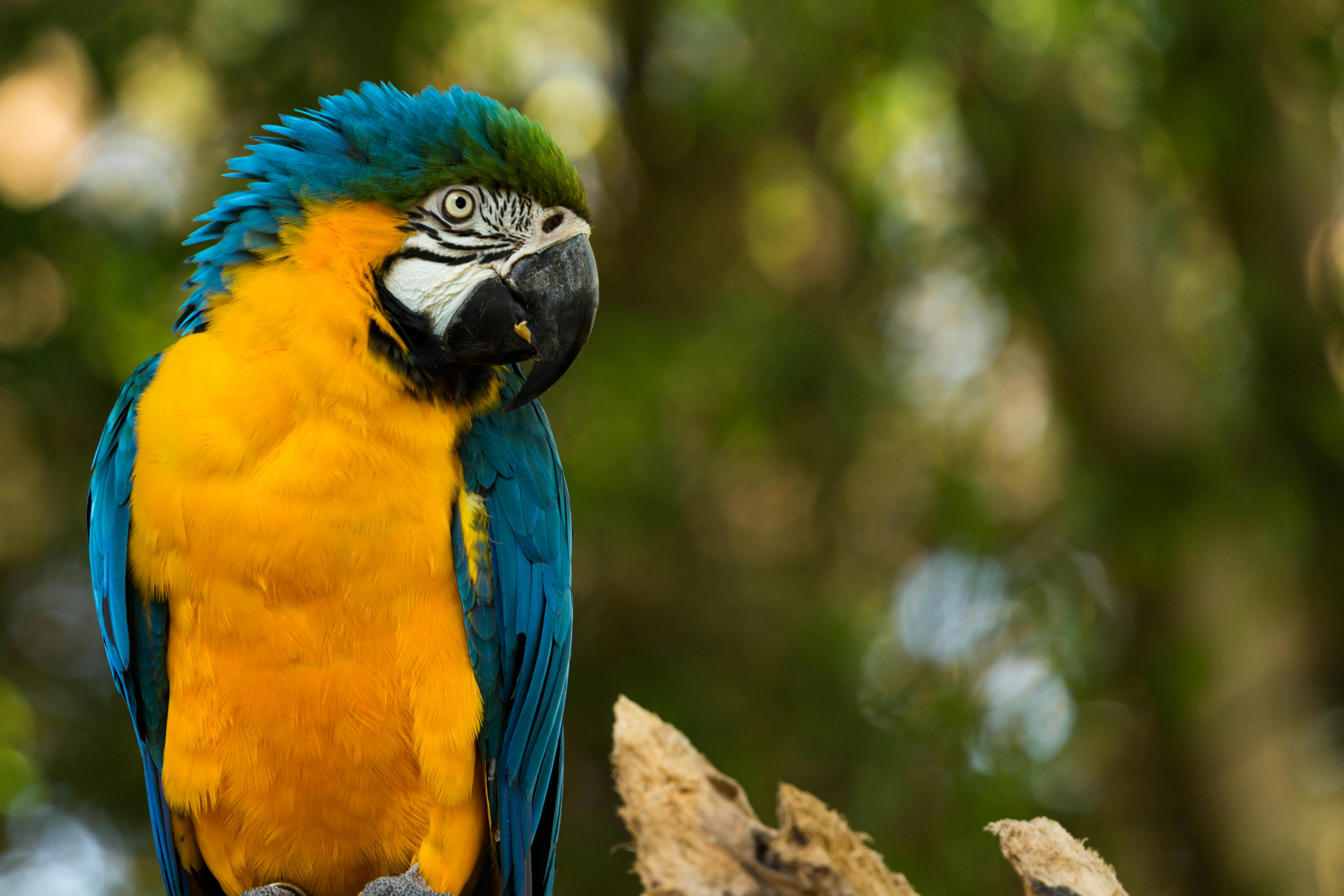 Scarlet Macaw