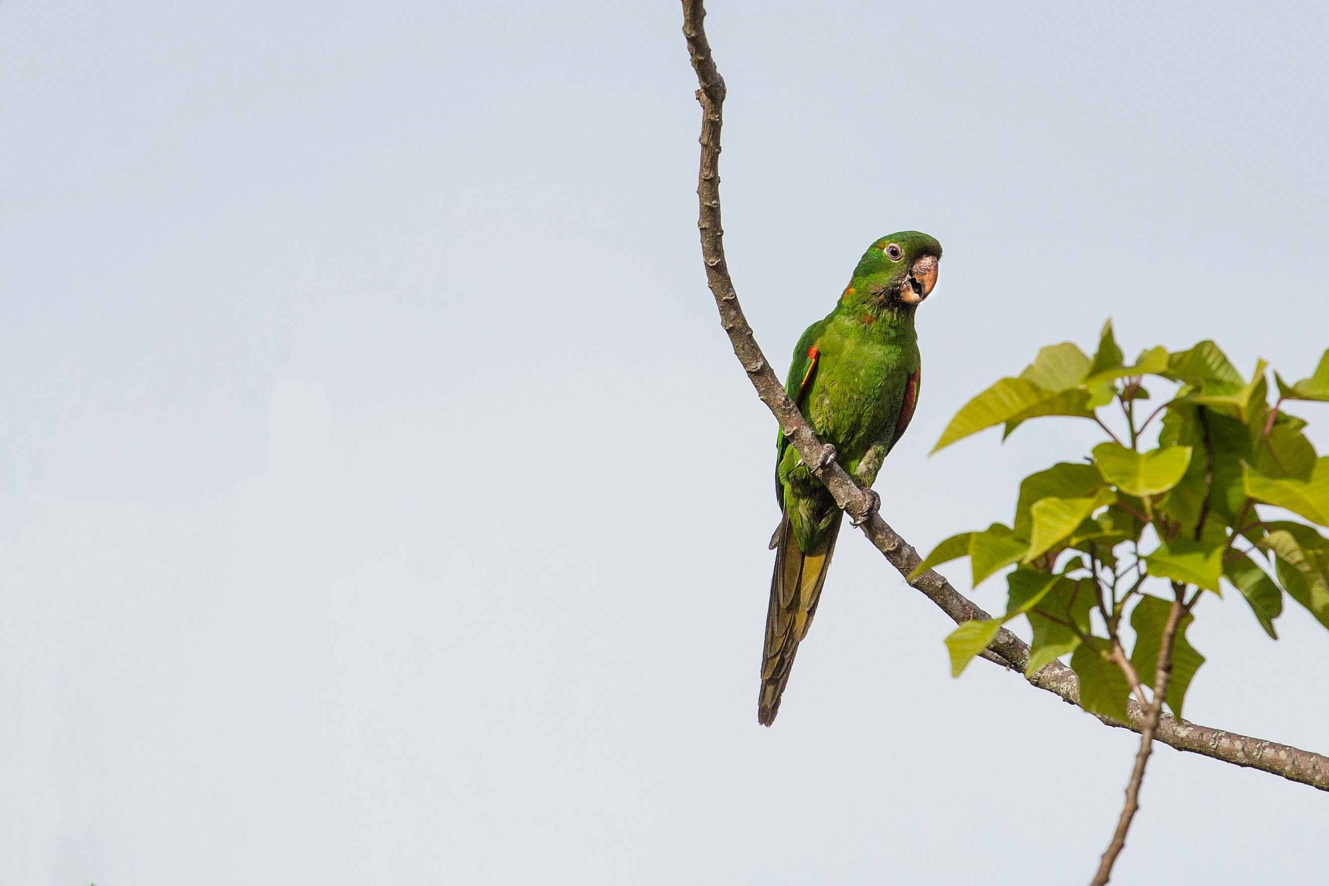 Types of Parrots