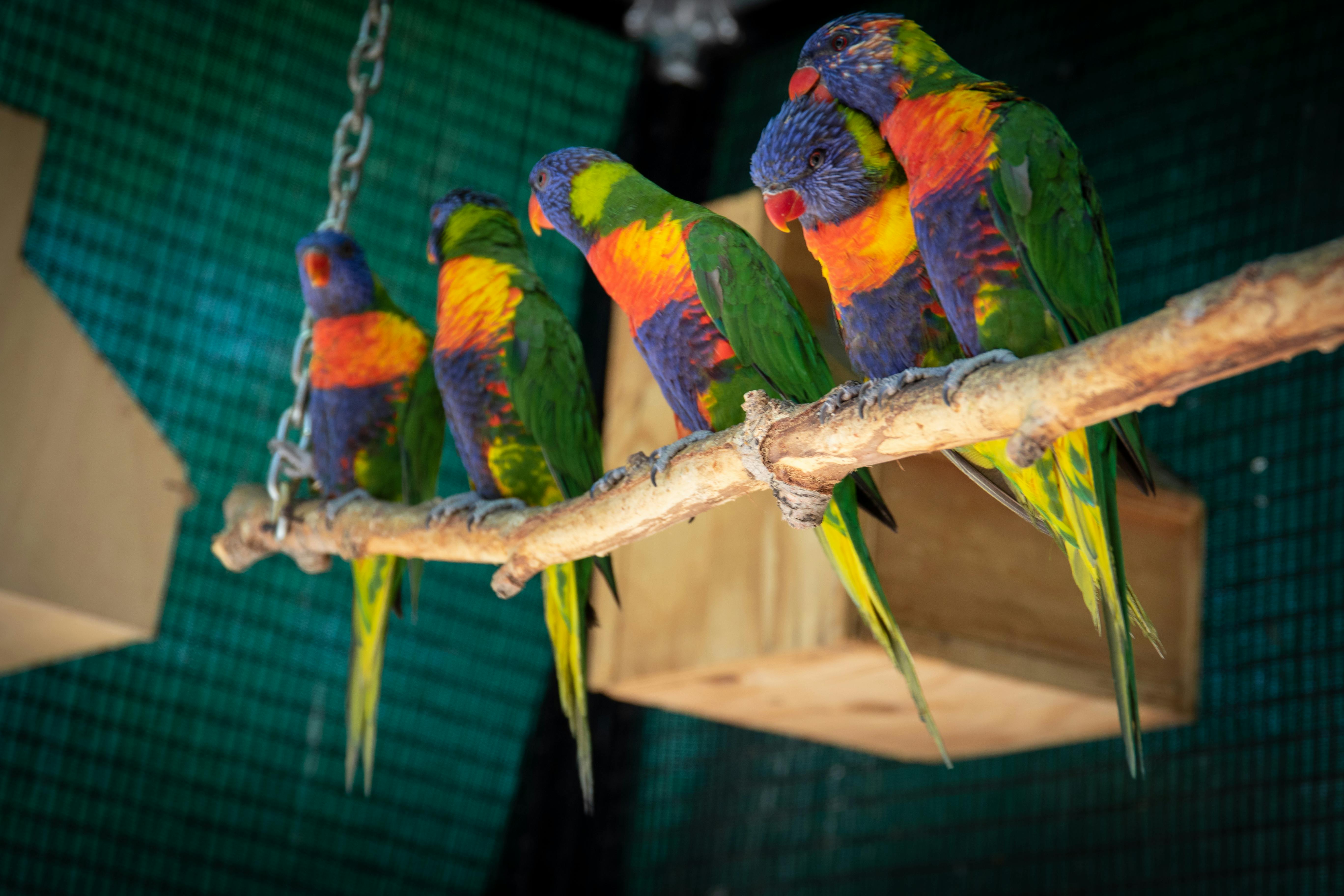 Different Types of Parrots