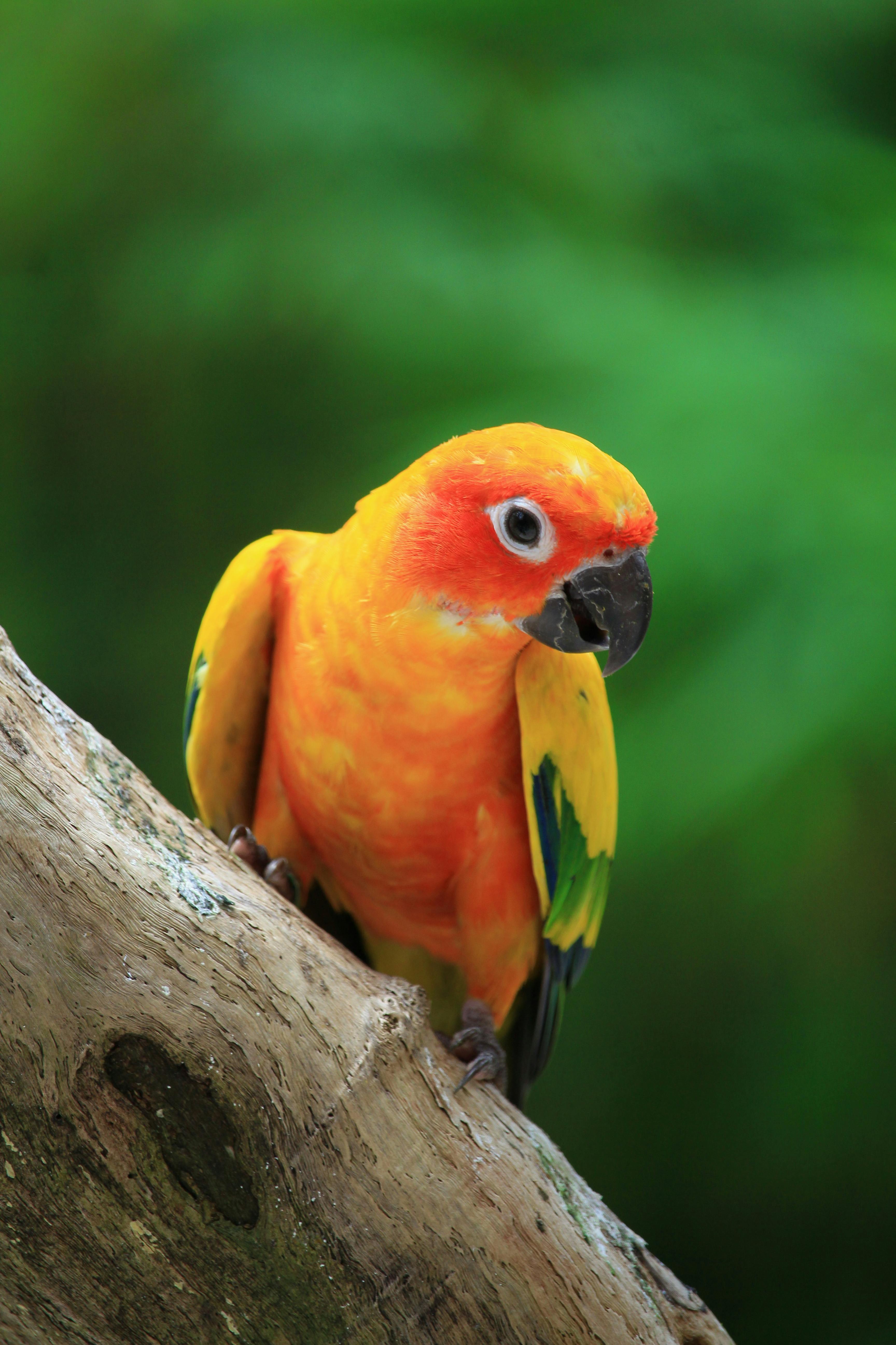 Playing Sun Conure Parrot