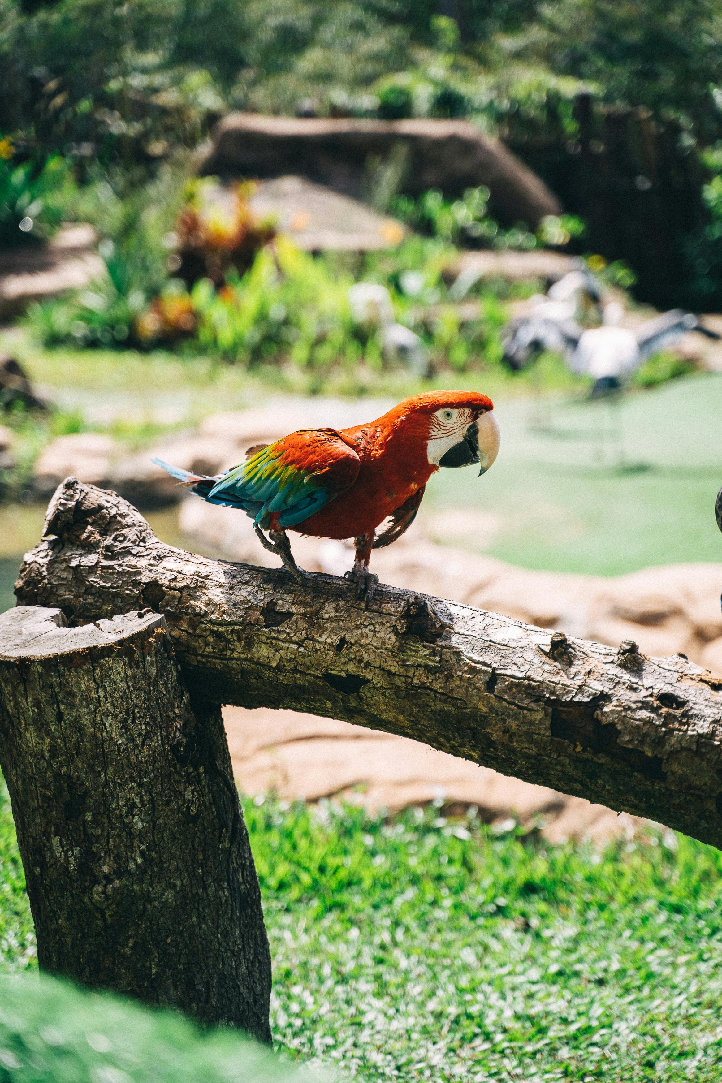 Parrots in Their Natural Habitat