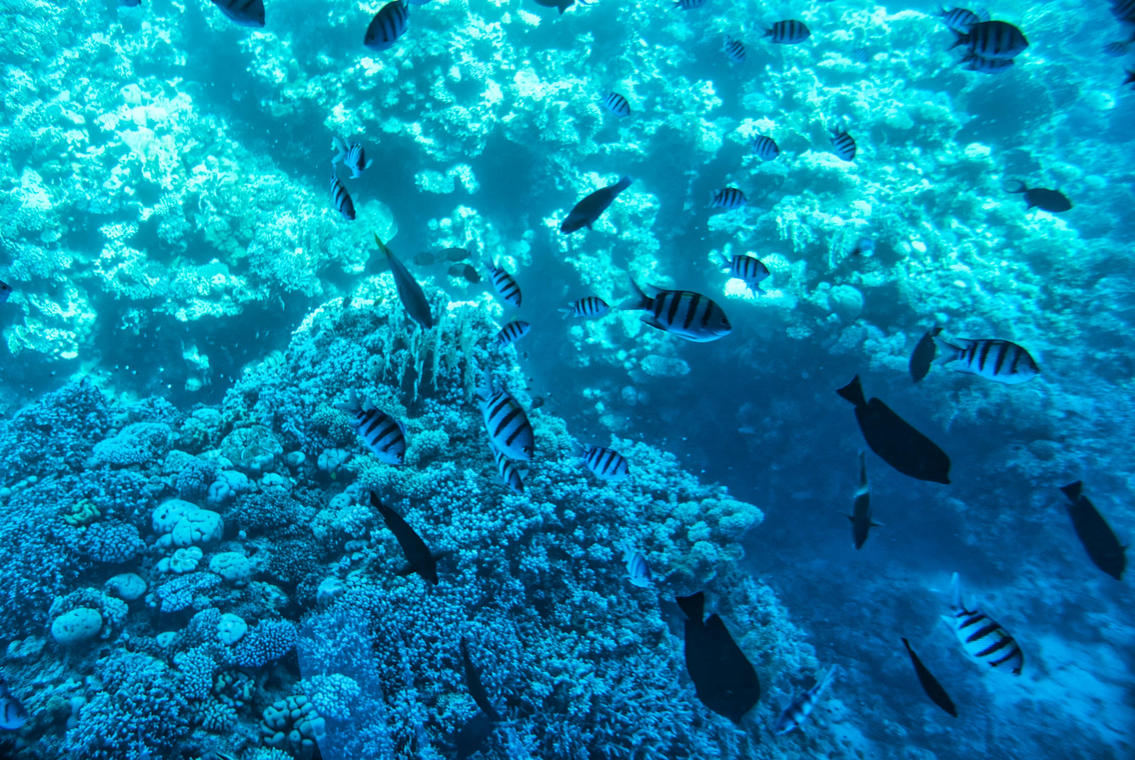 Colorful Parrot Fish