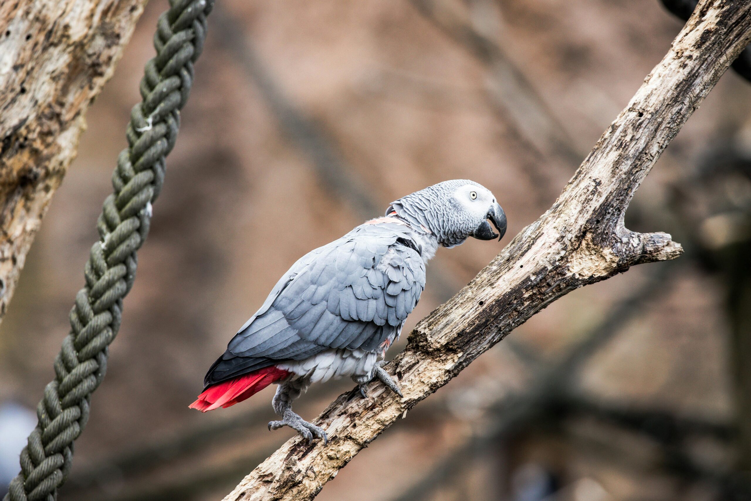 Smart Ways to Enhance Your African Grey Parrot’s Training in 2025